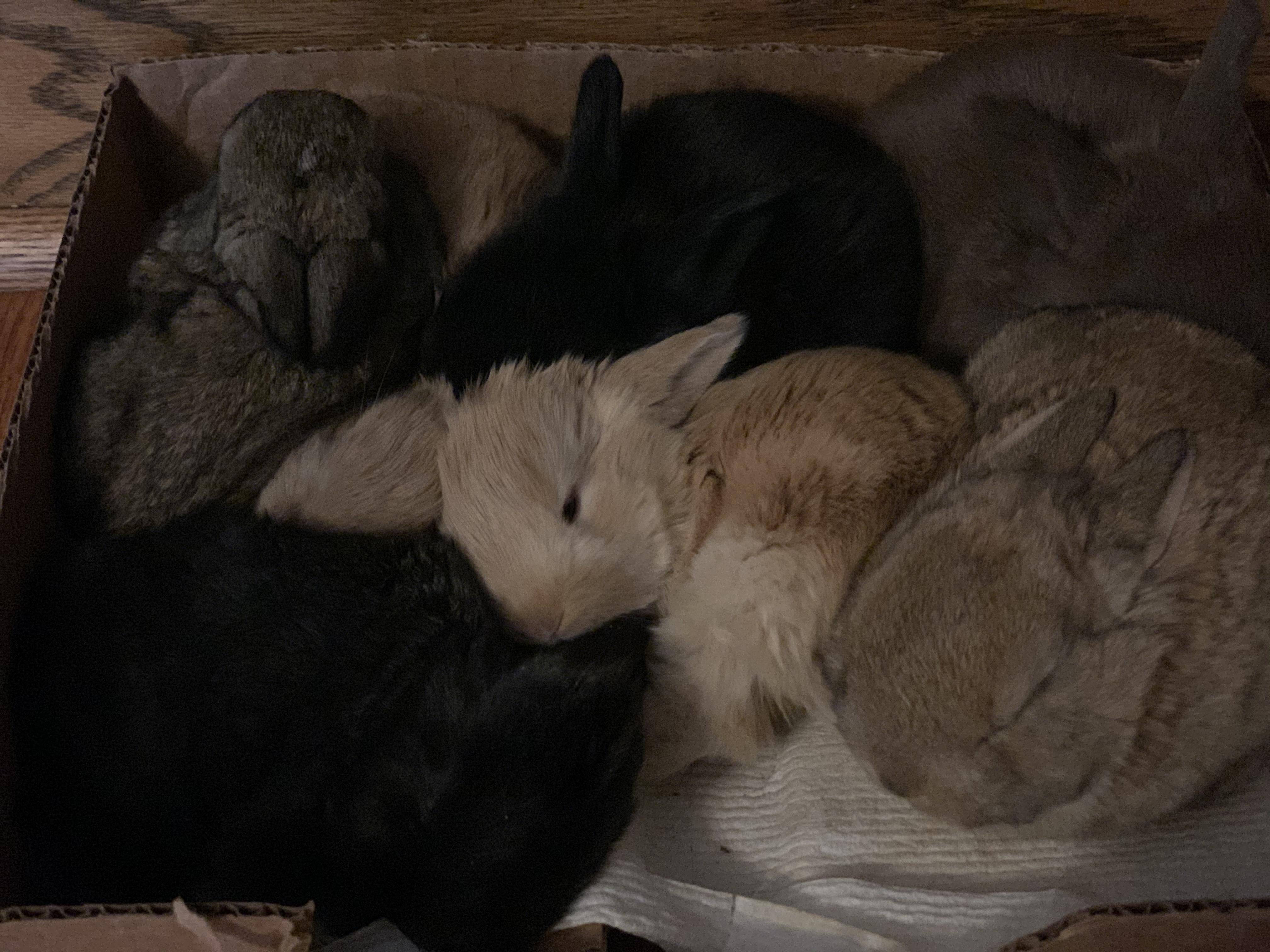 A box of the new baby Giant Flemish buns r/Rabbits