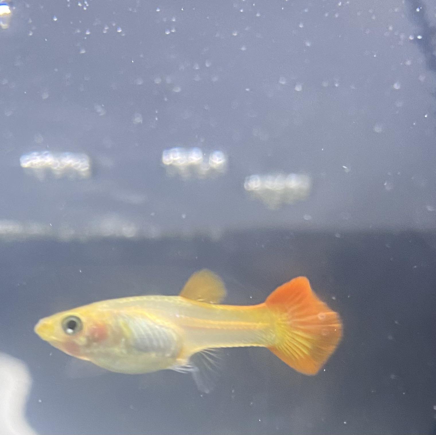 Tequila Sunrise Guppy Female