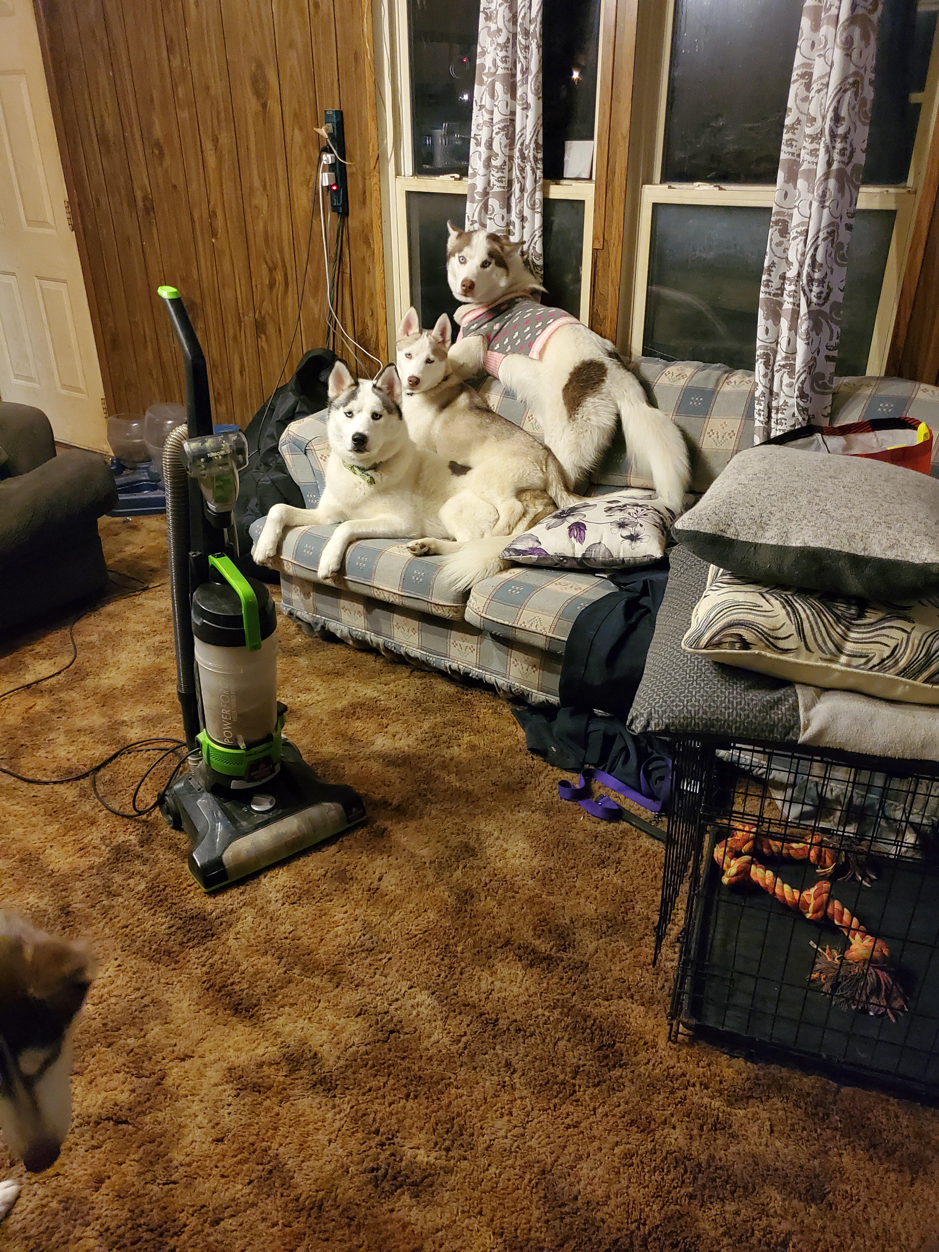 Huskies are powerless against the mighty vacuum r/AnimalsBeingDerps