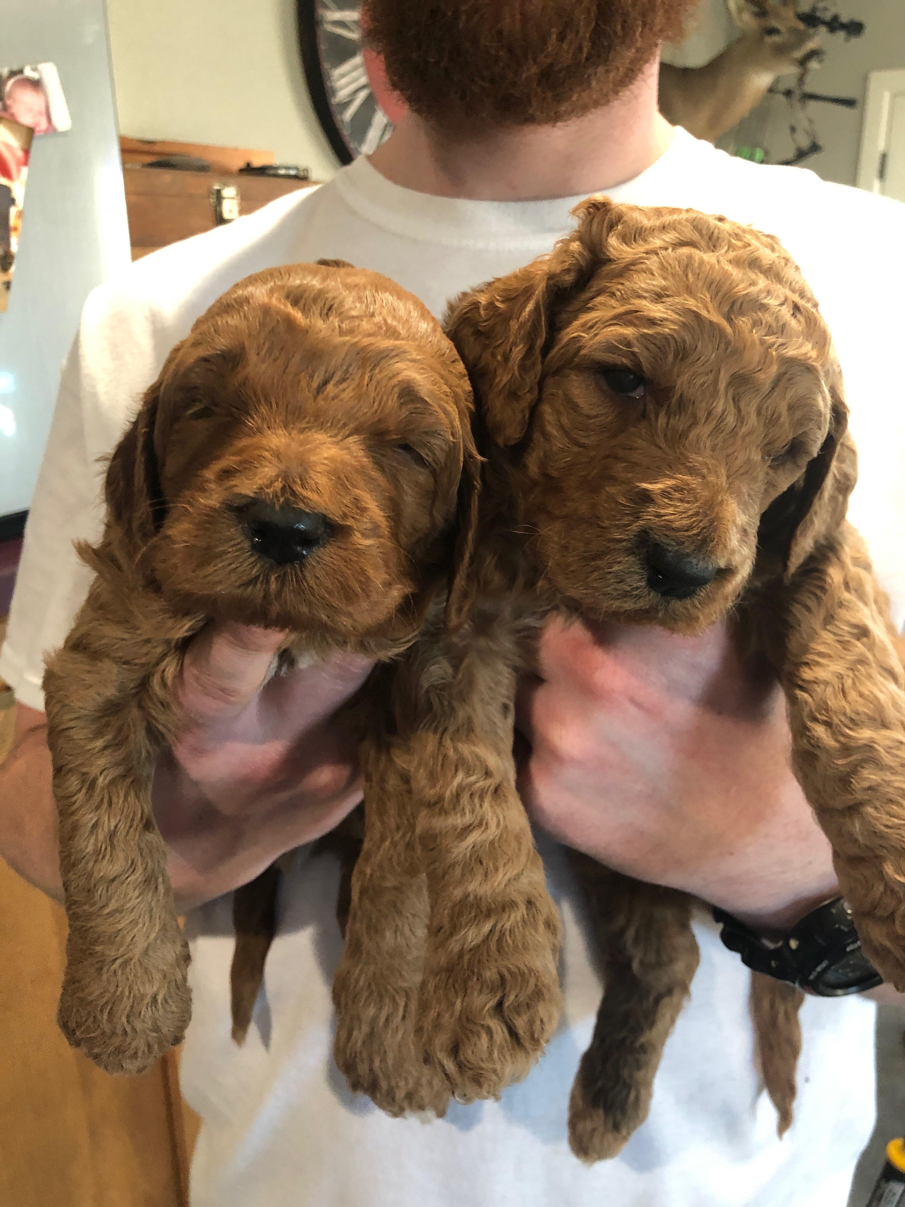 Coat prediction help please! Wavy, curly, or straight? r/Goldendoodles