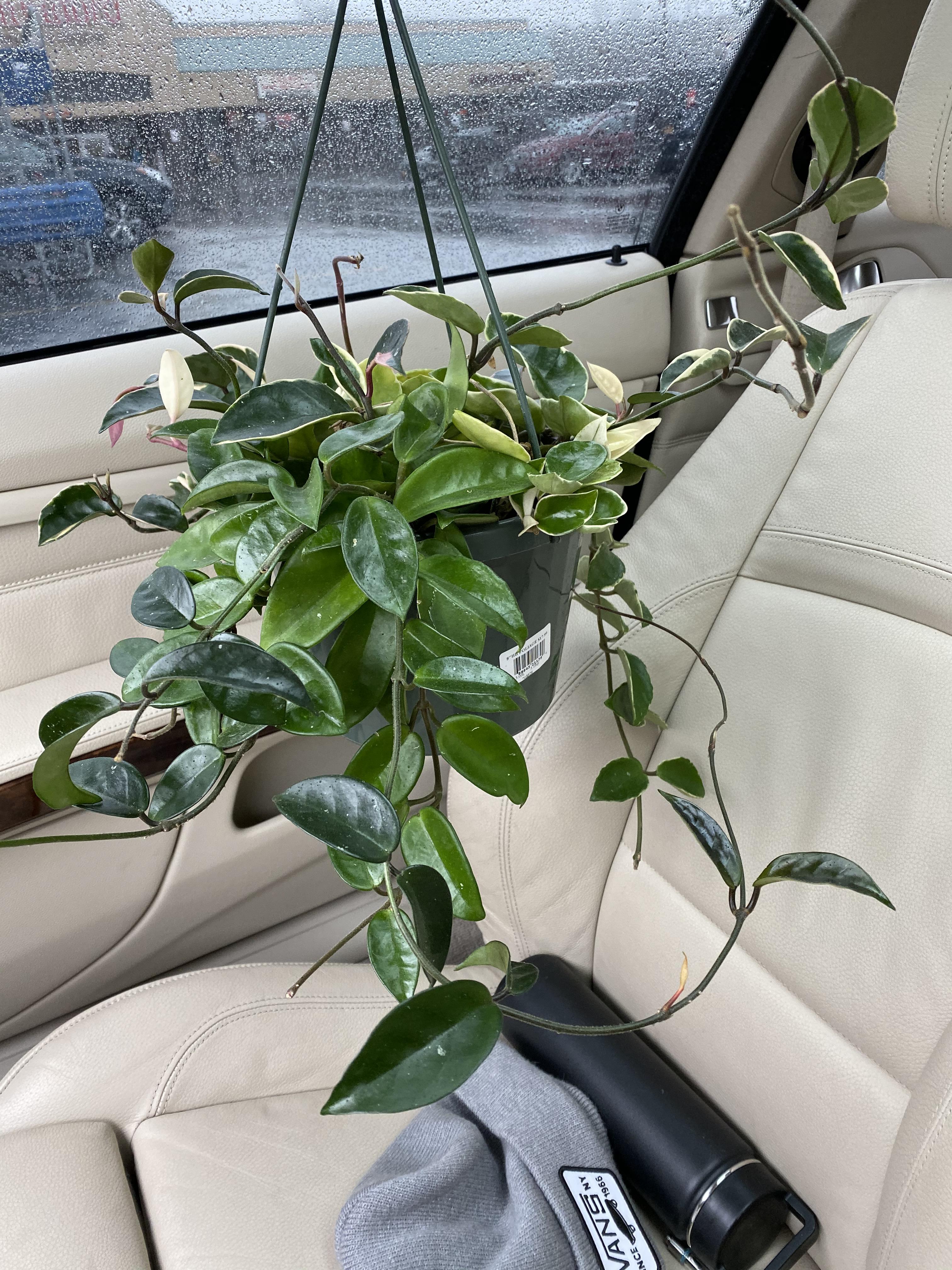 Grocery store plant finds >> r/hoyas