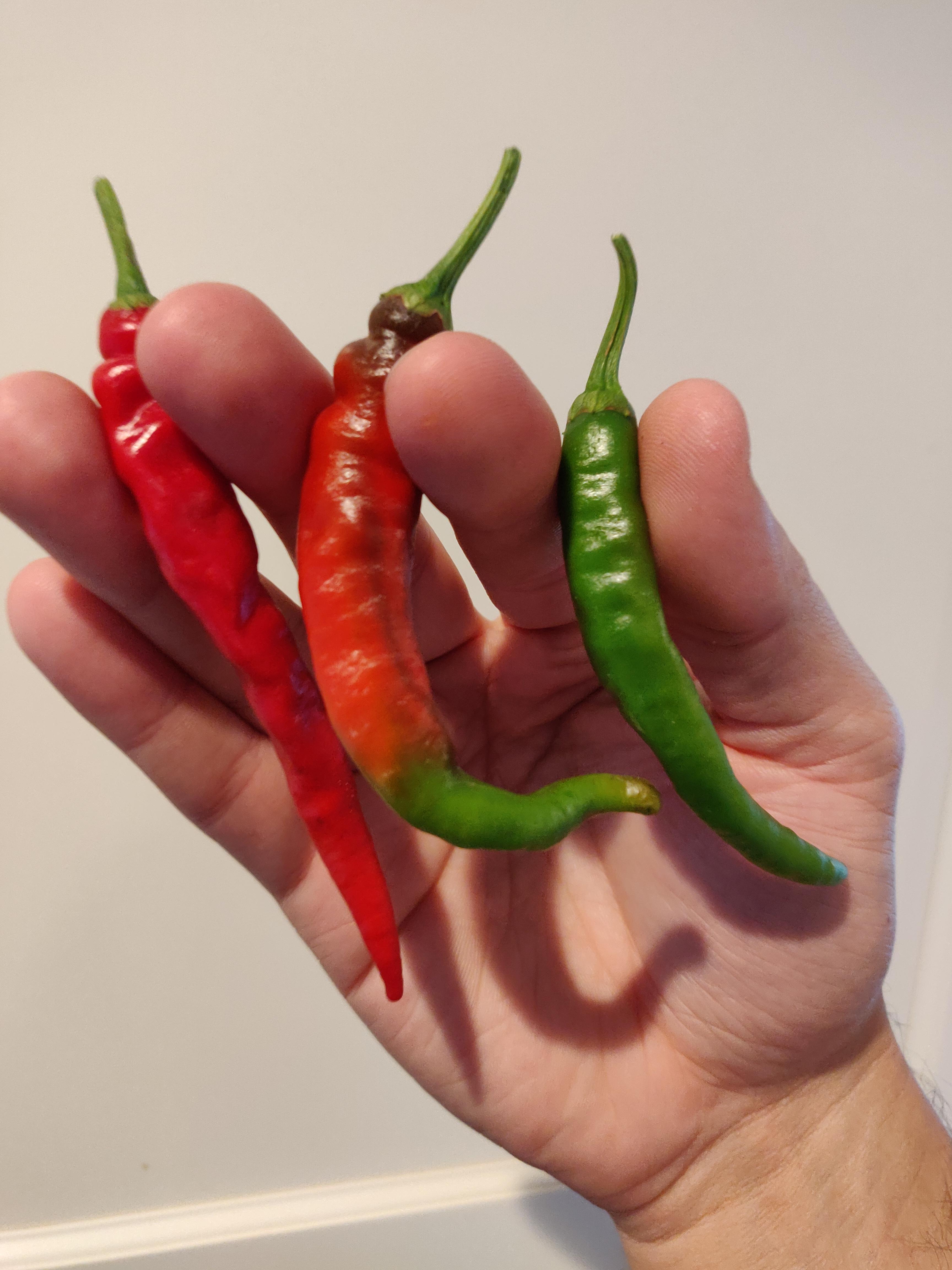 Thai chilli peppers! r/spicy