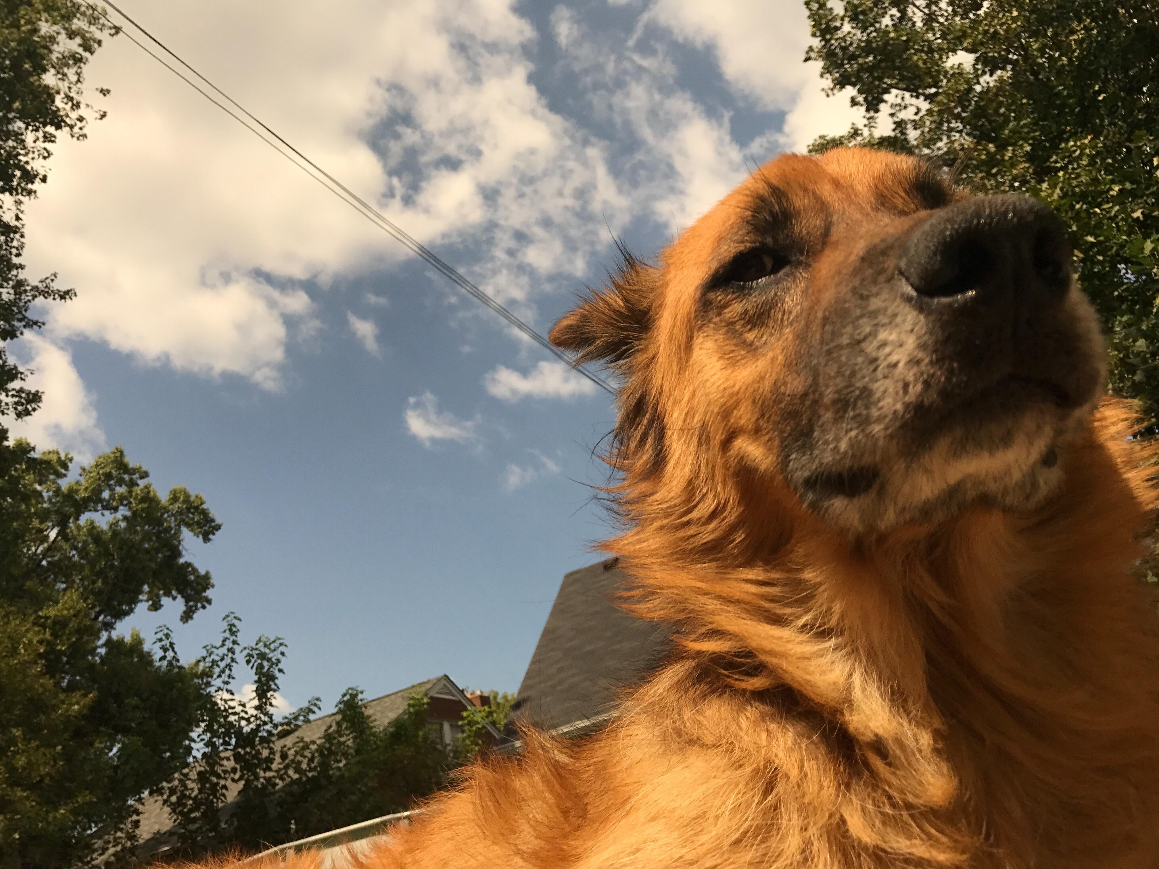 FINAL UPDATE Bonzo has been found!! He was taken to