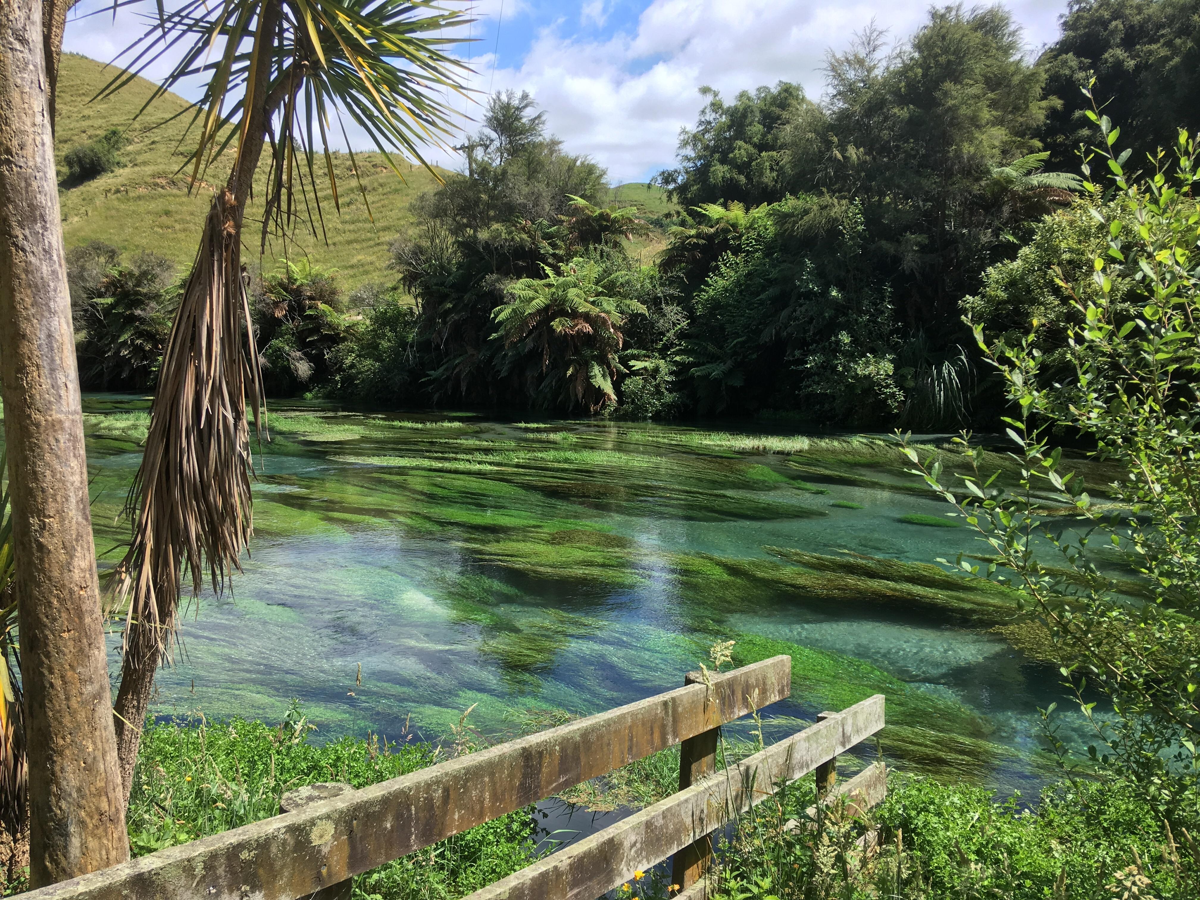 The blue Spring, Putaruru, New Zealand. r/naturepics