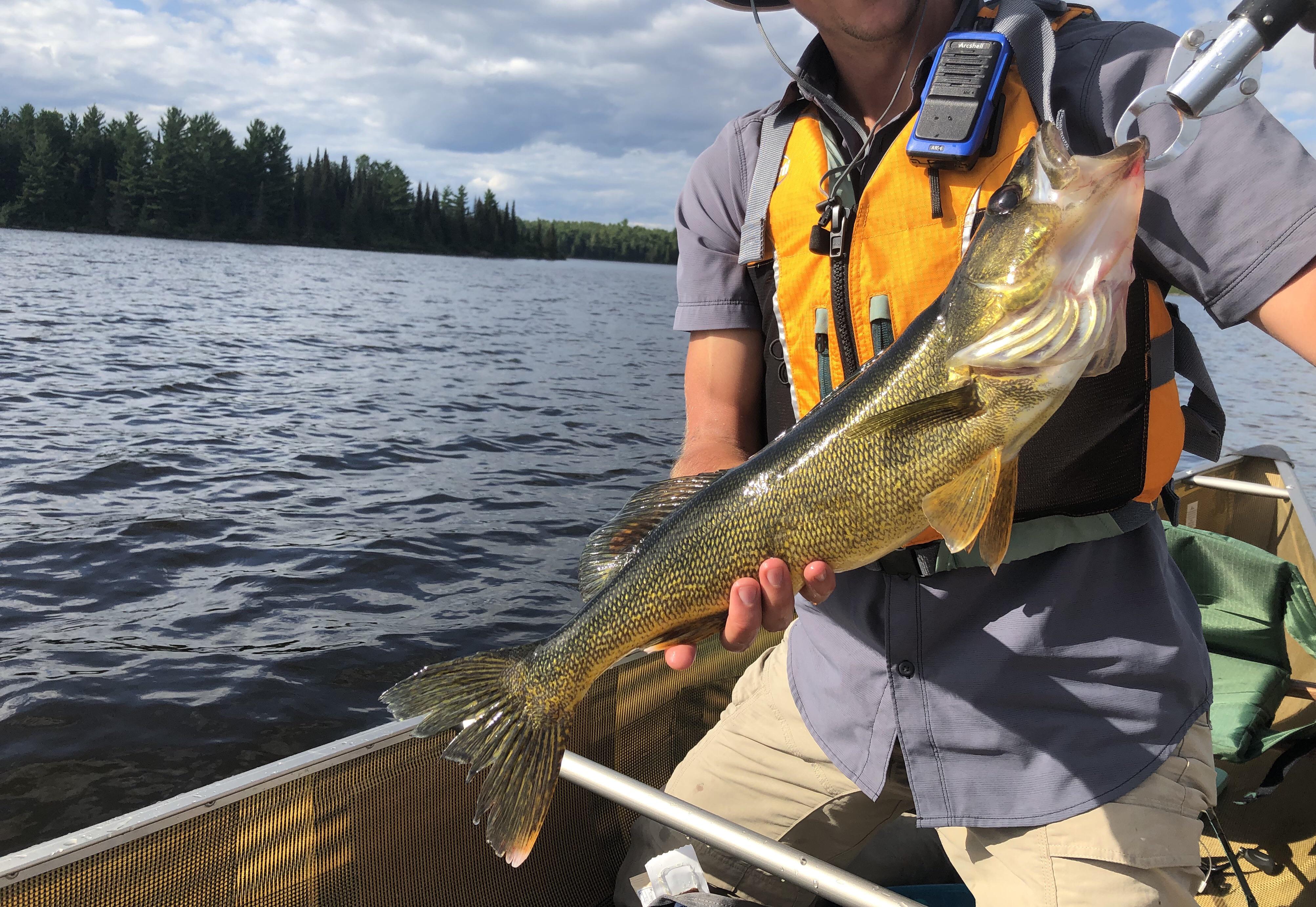 Wood Lake did not disappoint r/BWCA