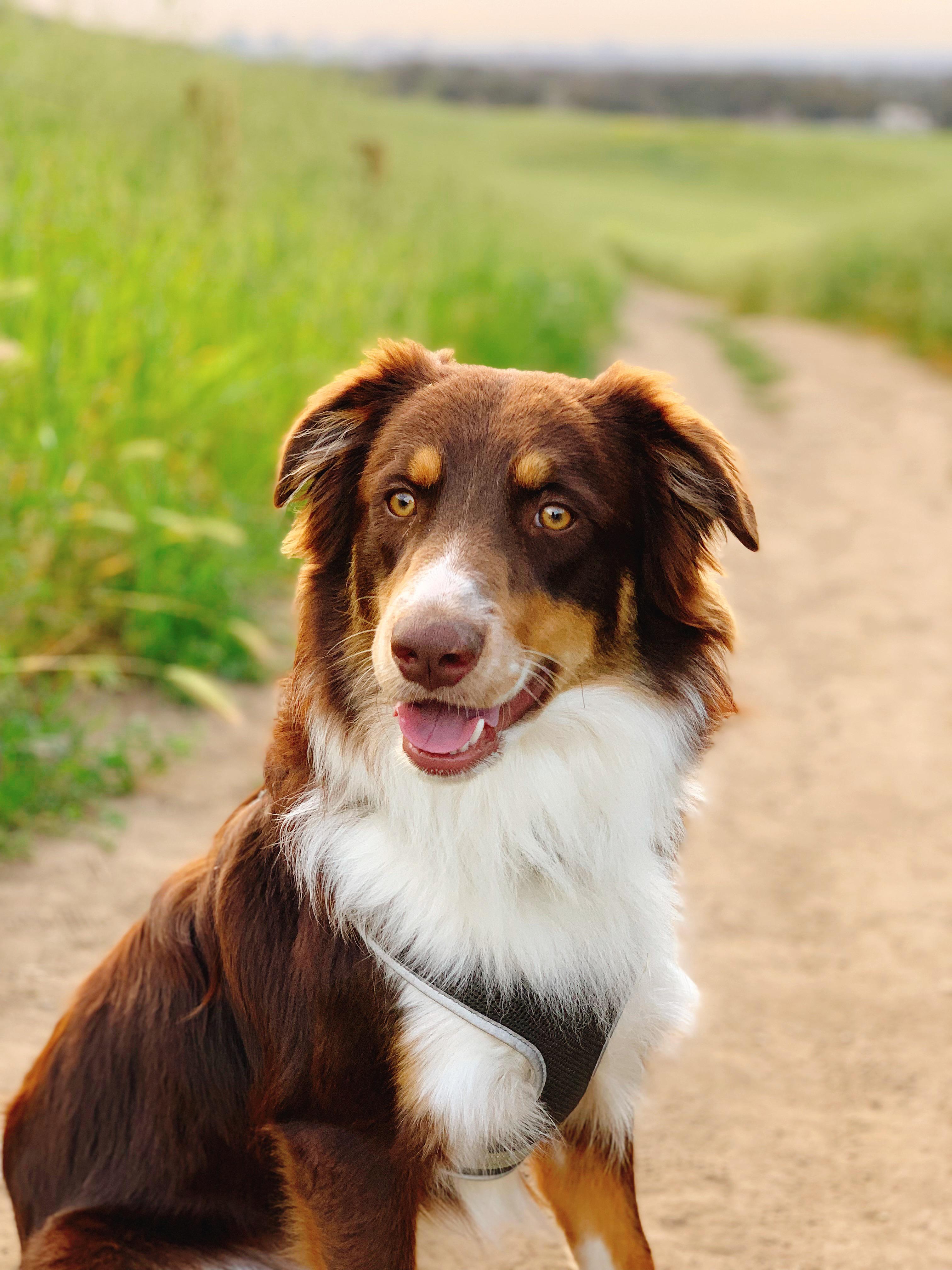 Anyone know of affordable pet insurance for a 1 1/2 year old Aussie