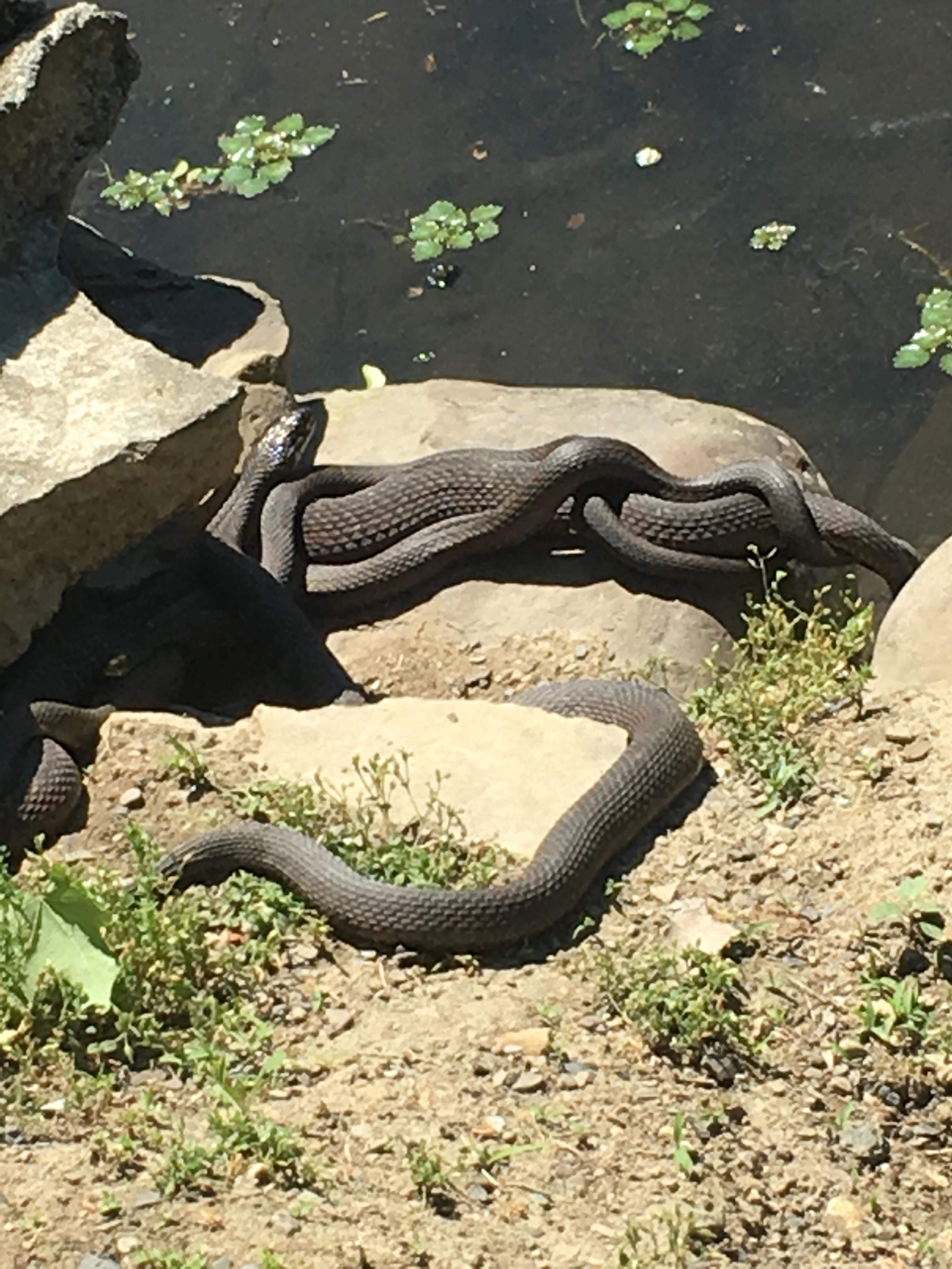 A bunch of Water Snakes from today’s walk at Algonquin Park in Newburgh