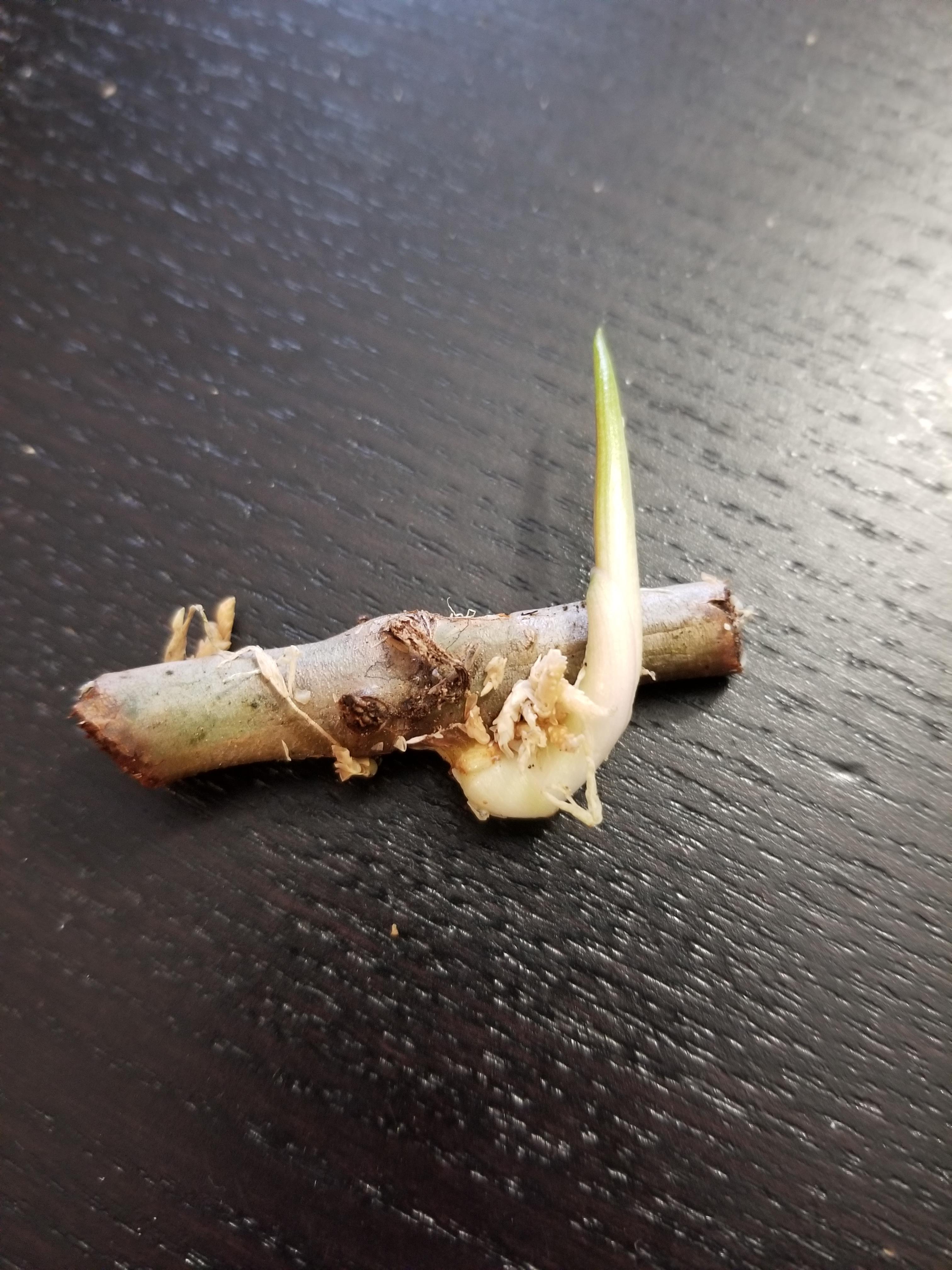 My cutting isn't rooting but producing a new leaf r/plantclinic