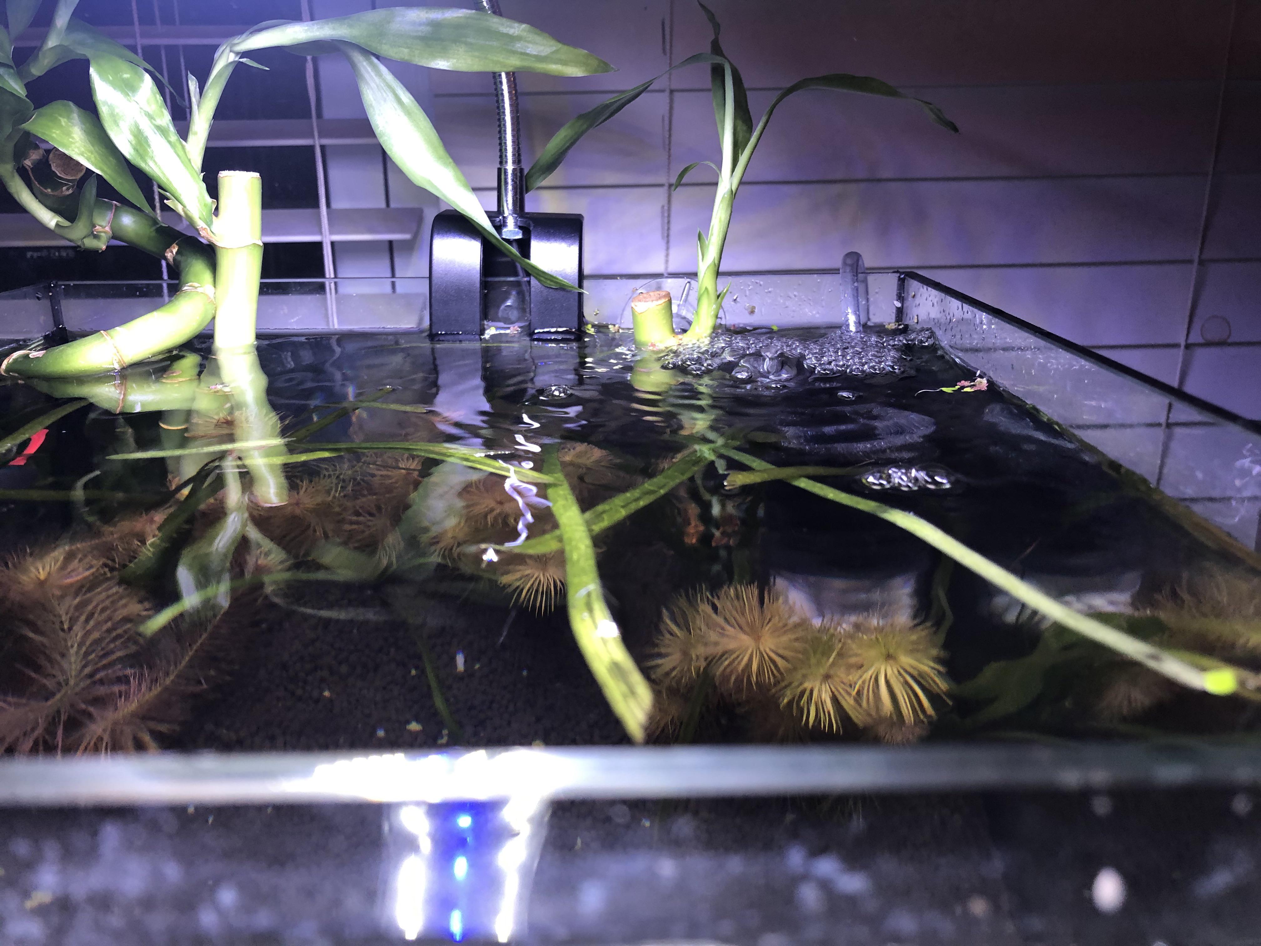First time with bamboo in a tank. Is the bamboo on the right out of the