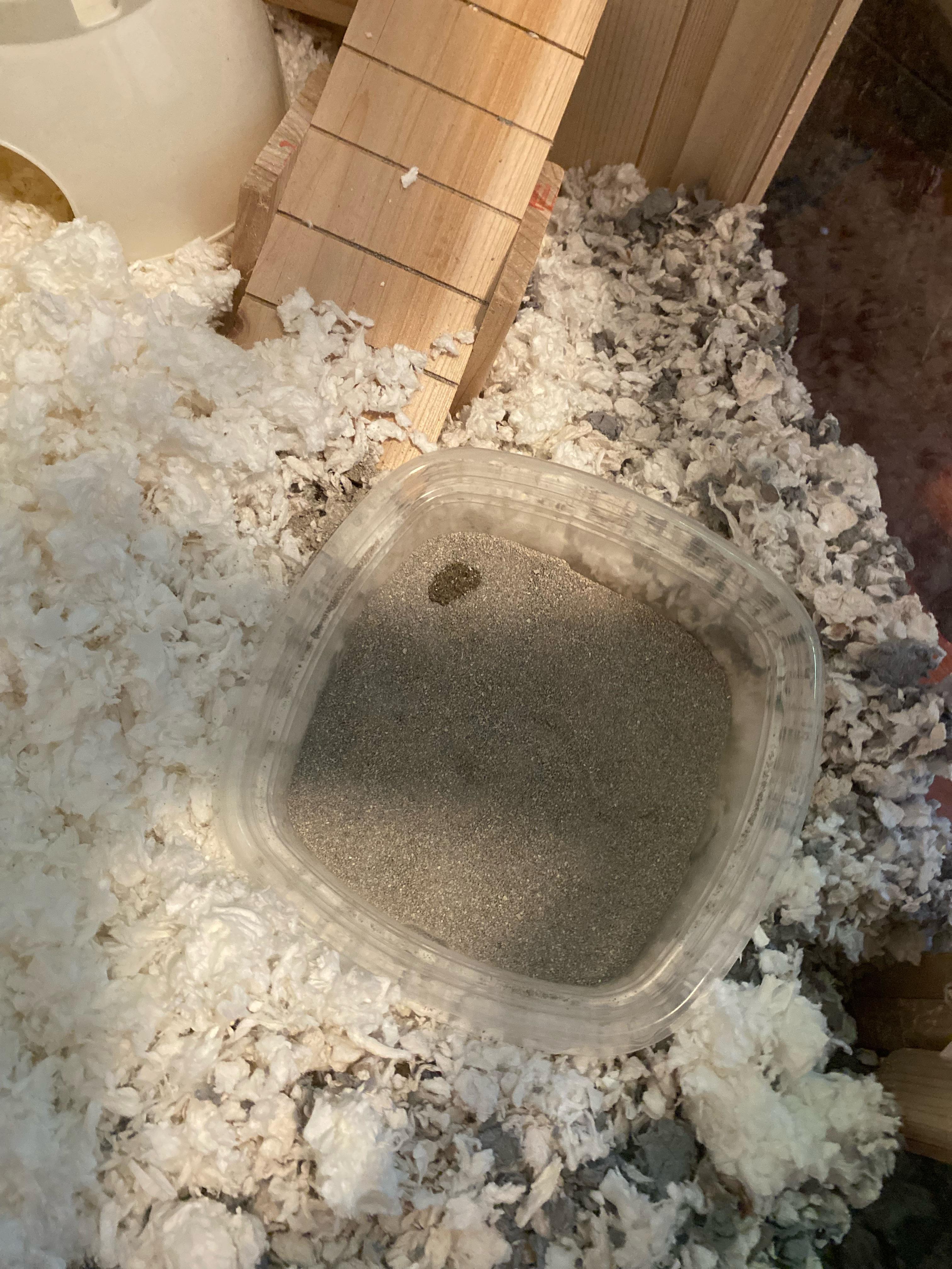 So I just refilled my hamsters sand bath and she immediately pees in it