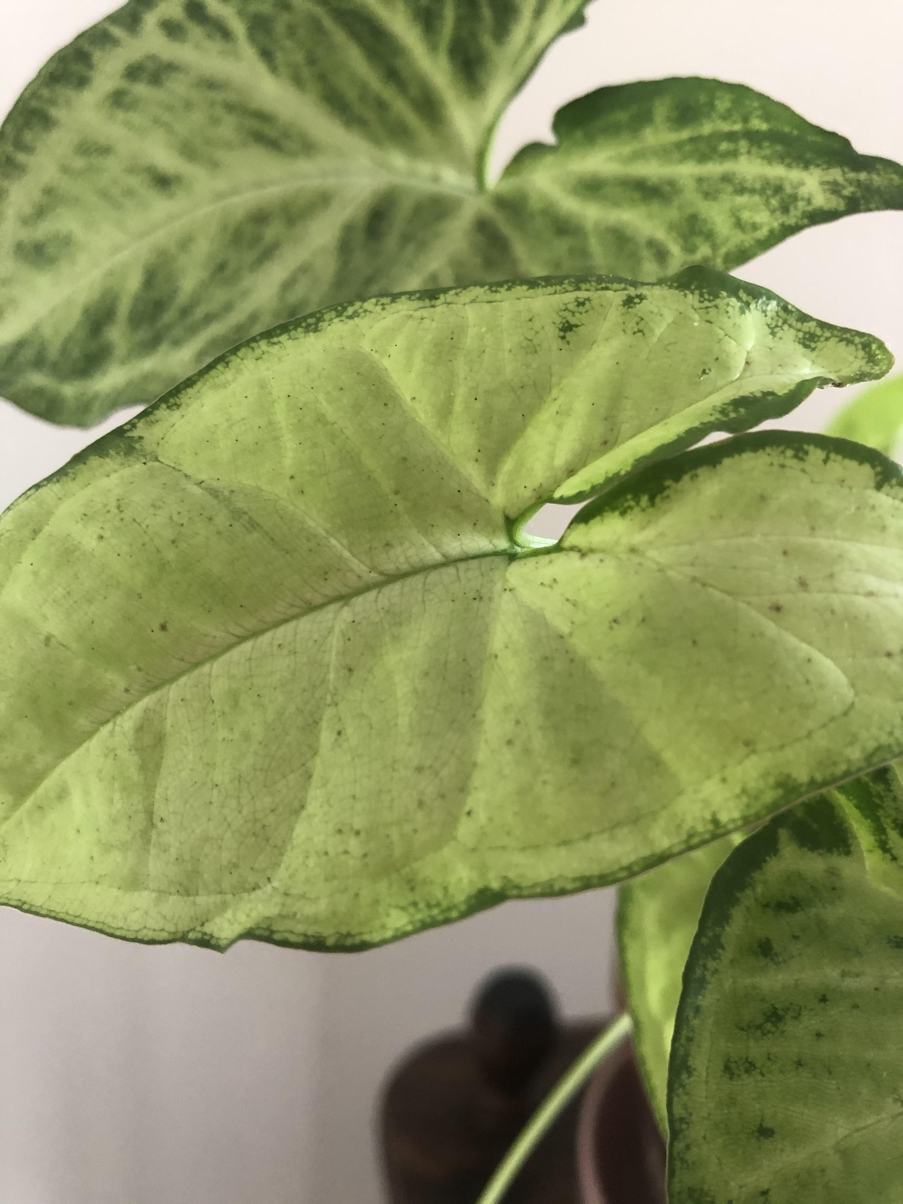 anyone know what these spots on my arrowheads could be? r/plantclinic