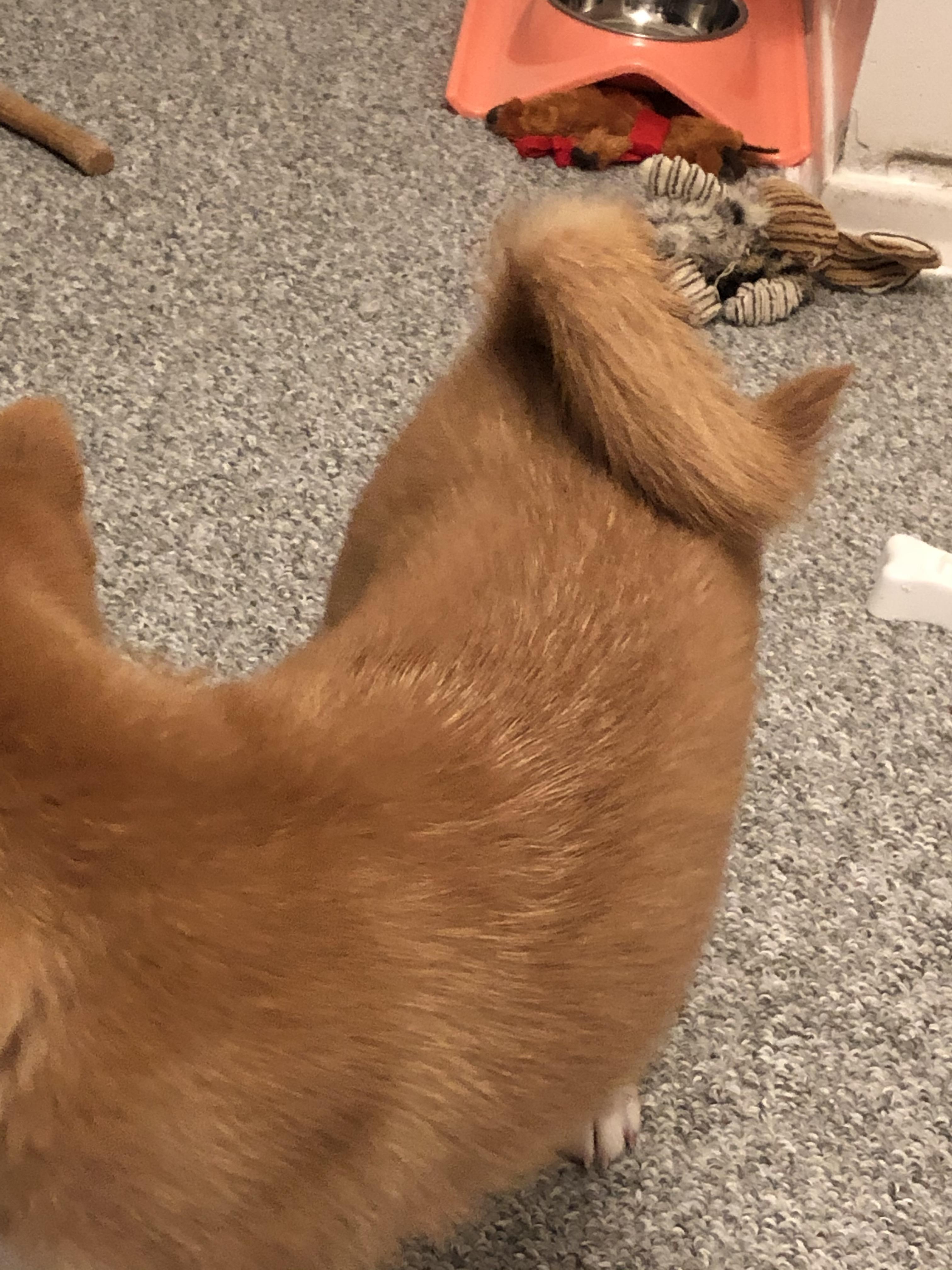 My puppy is growing white hairs on her back... normal? r/shiba