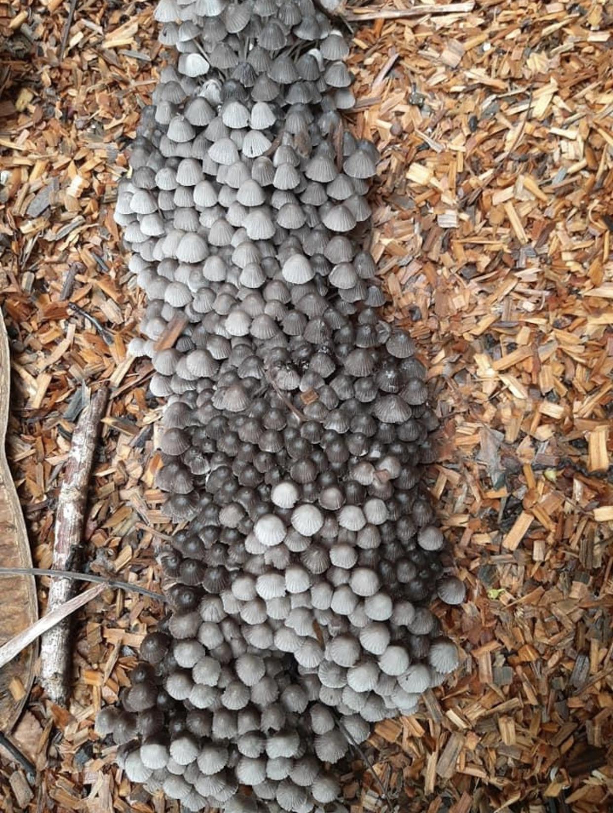 50 shades of gray mushrooms! r/mycology