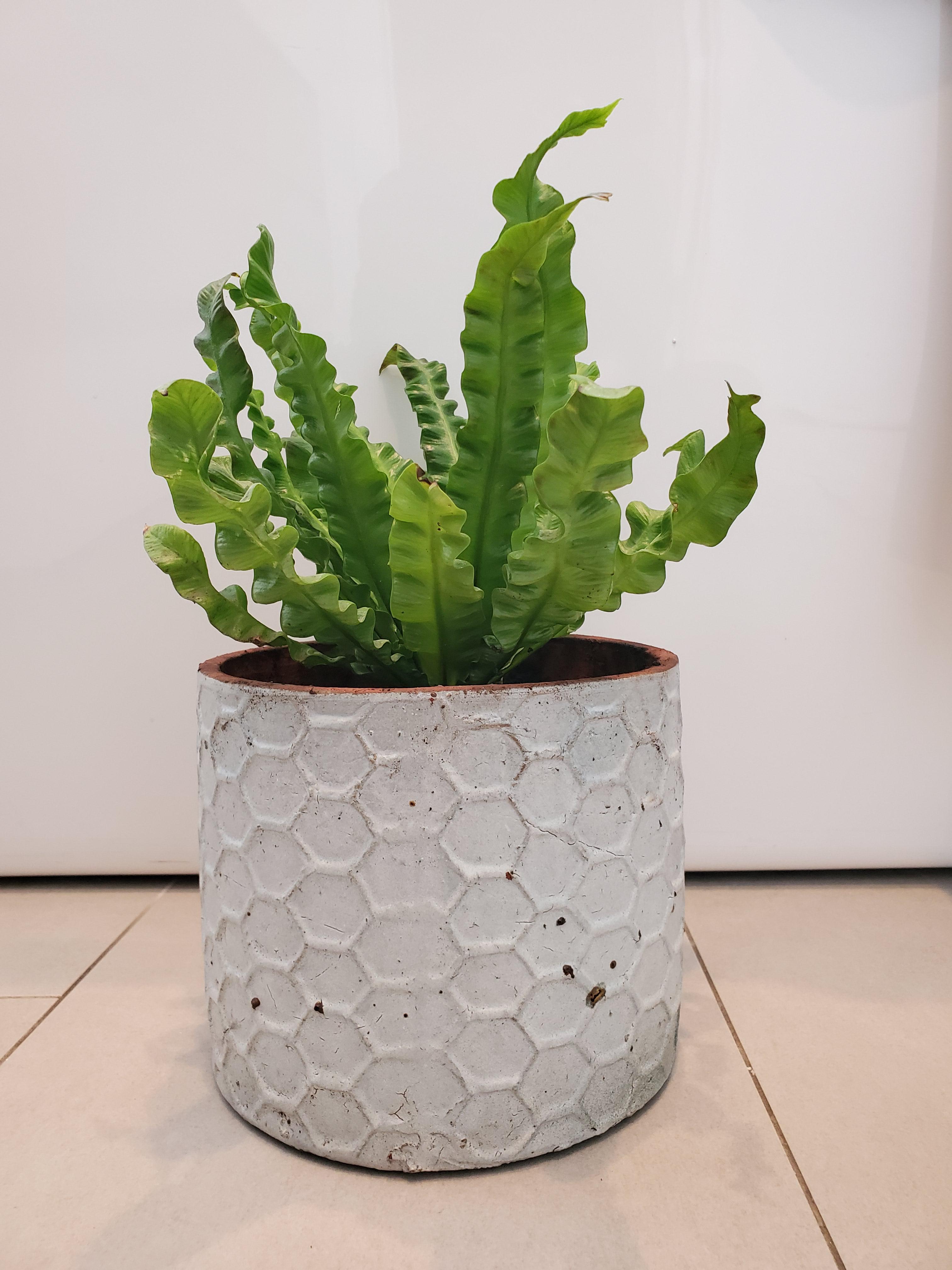 Just repotted my "Crispy Wave Fern" 🥰 r/plantsandpots