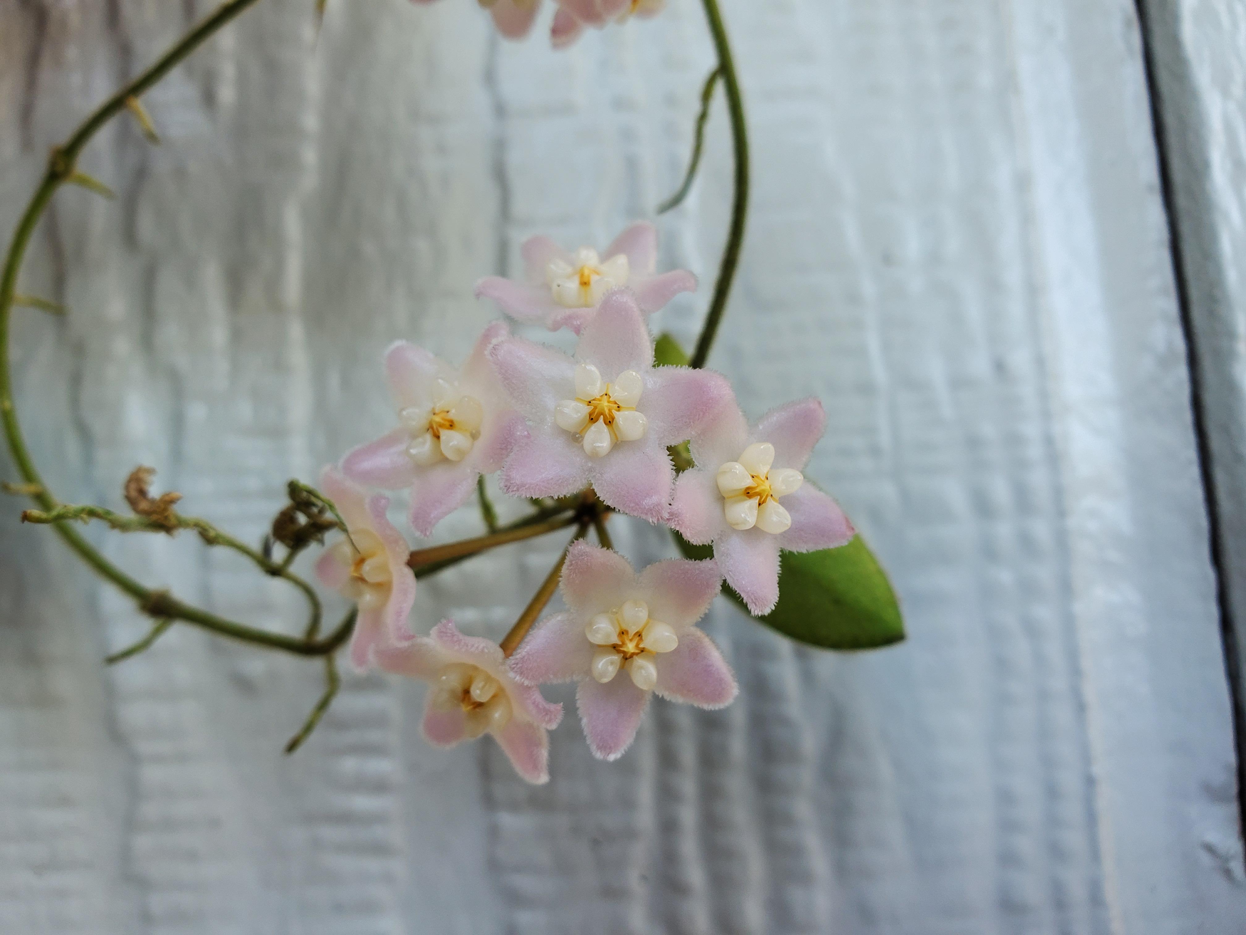 Hoya thomsonii 'pink' in full bloom, flowers open for 48 hours now and