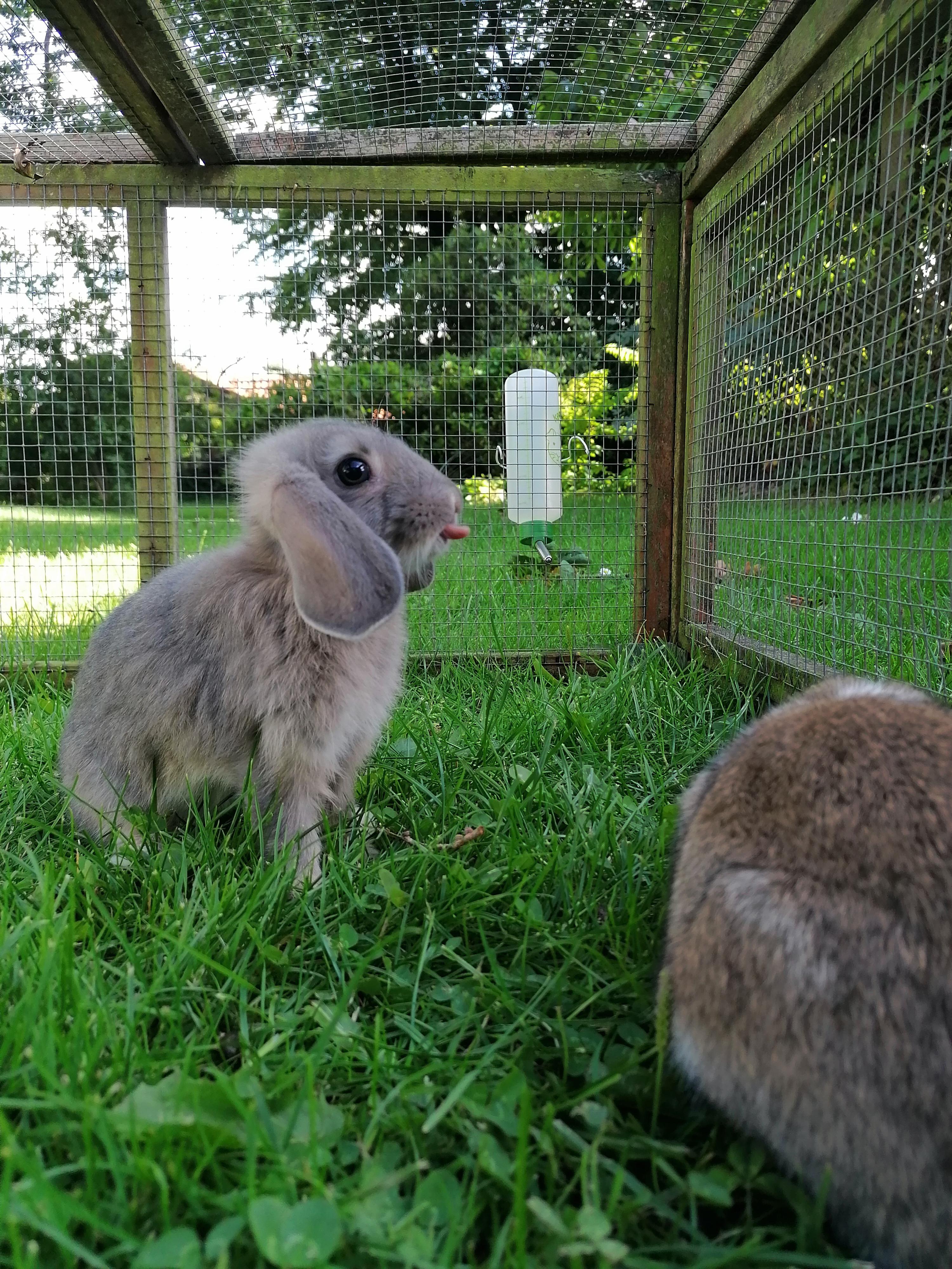*licking noice* r/Rabbits