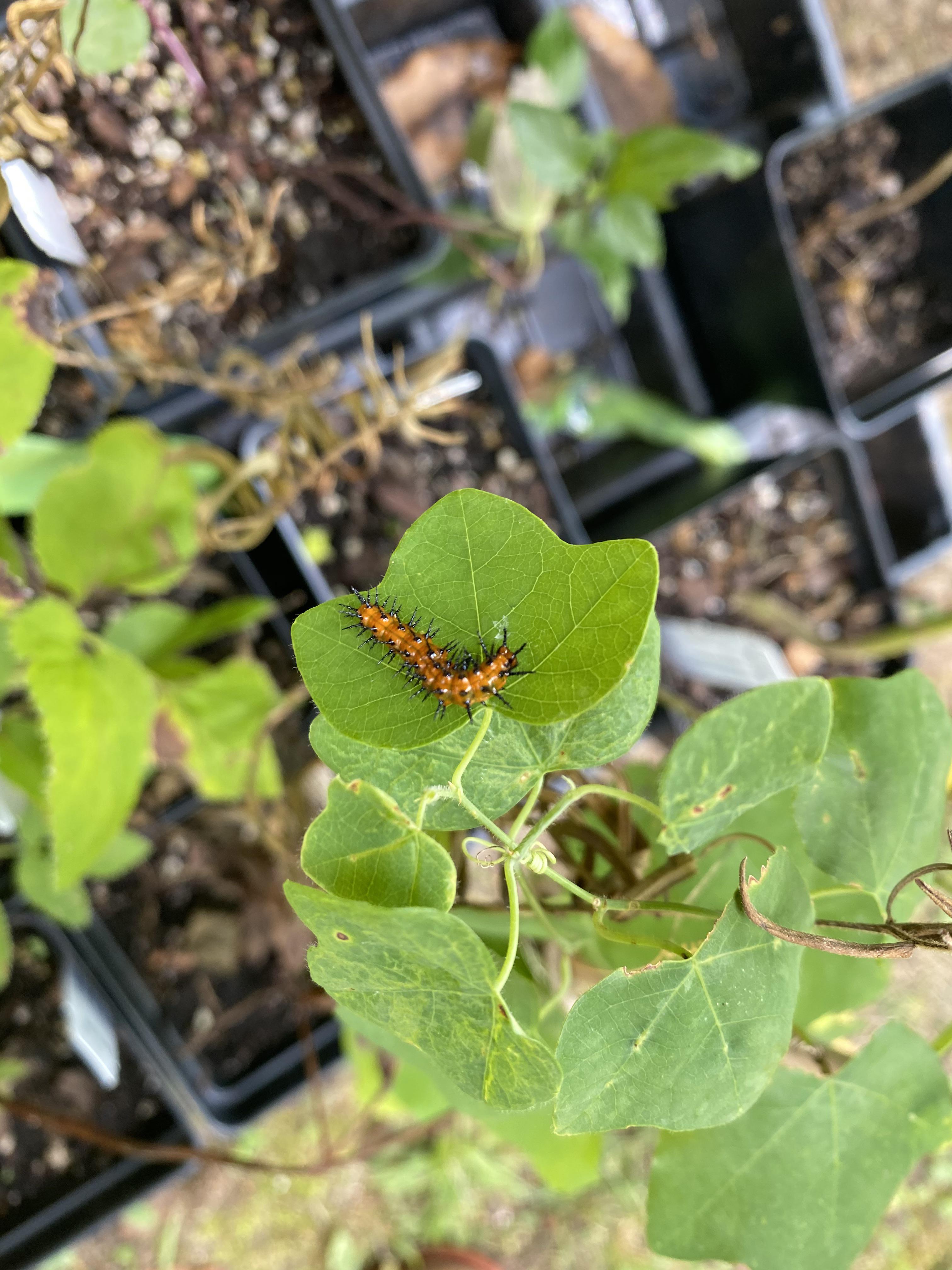 Not even planted yet and already hosting! This is a Gulf Fritillary cat