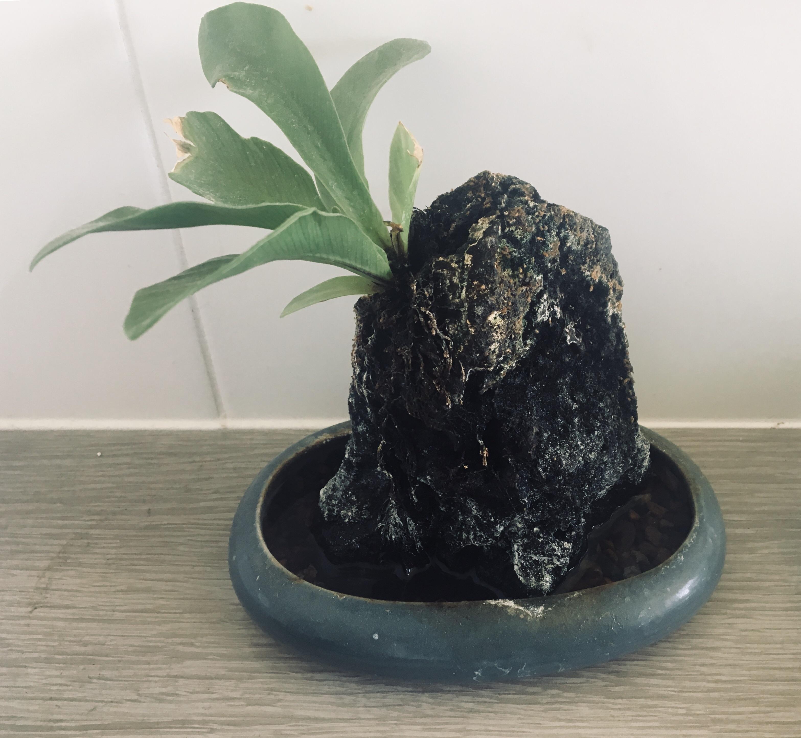 38 Hilarious Calcium Name Puns Punstoppable 🛑