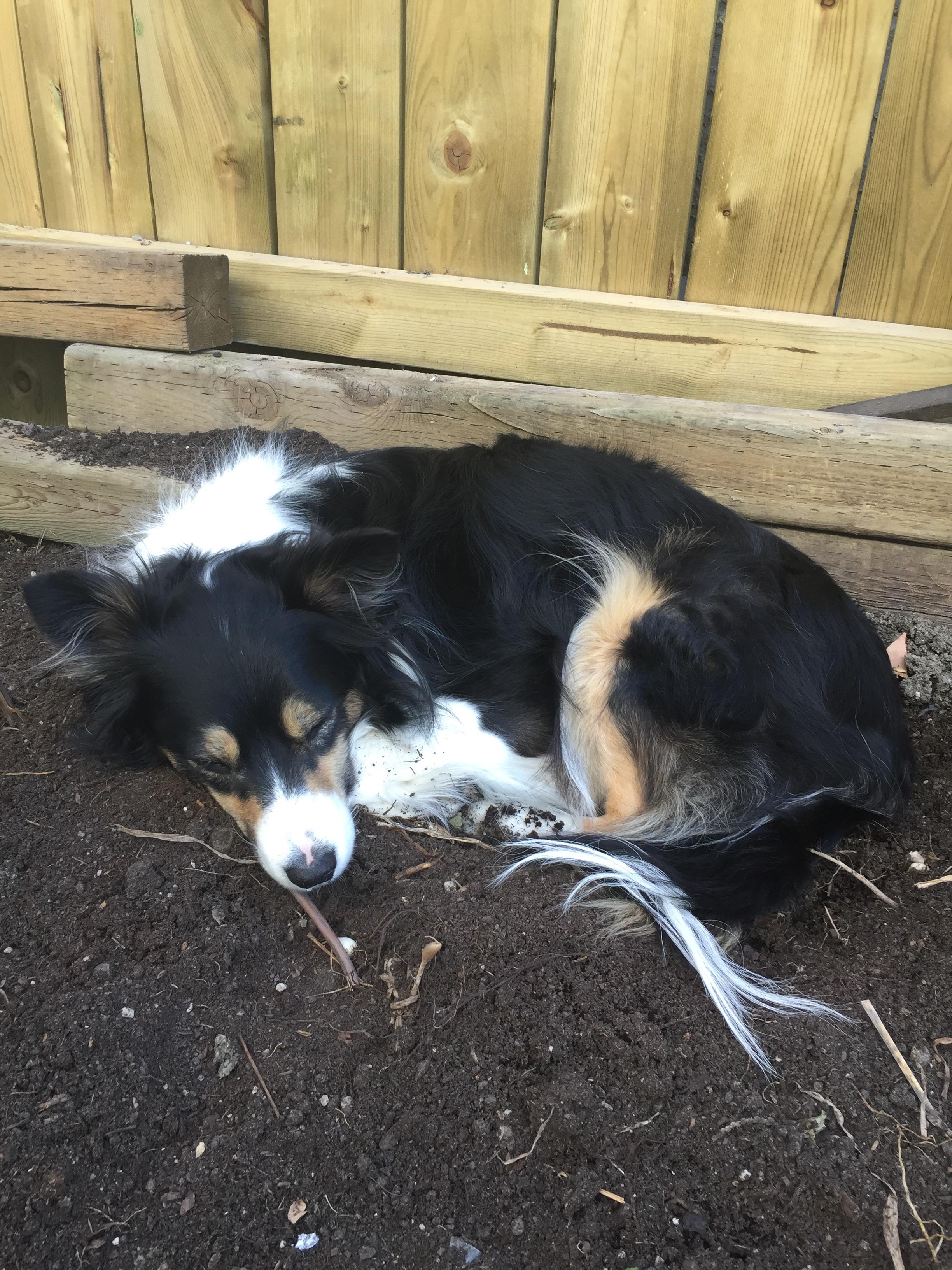 She has 3 dog beds r/Edmonton