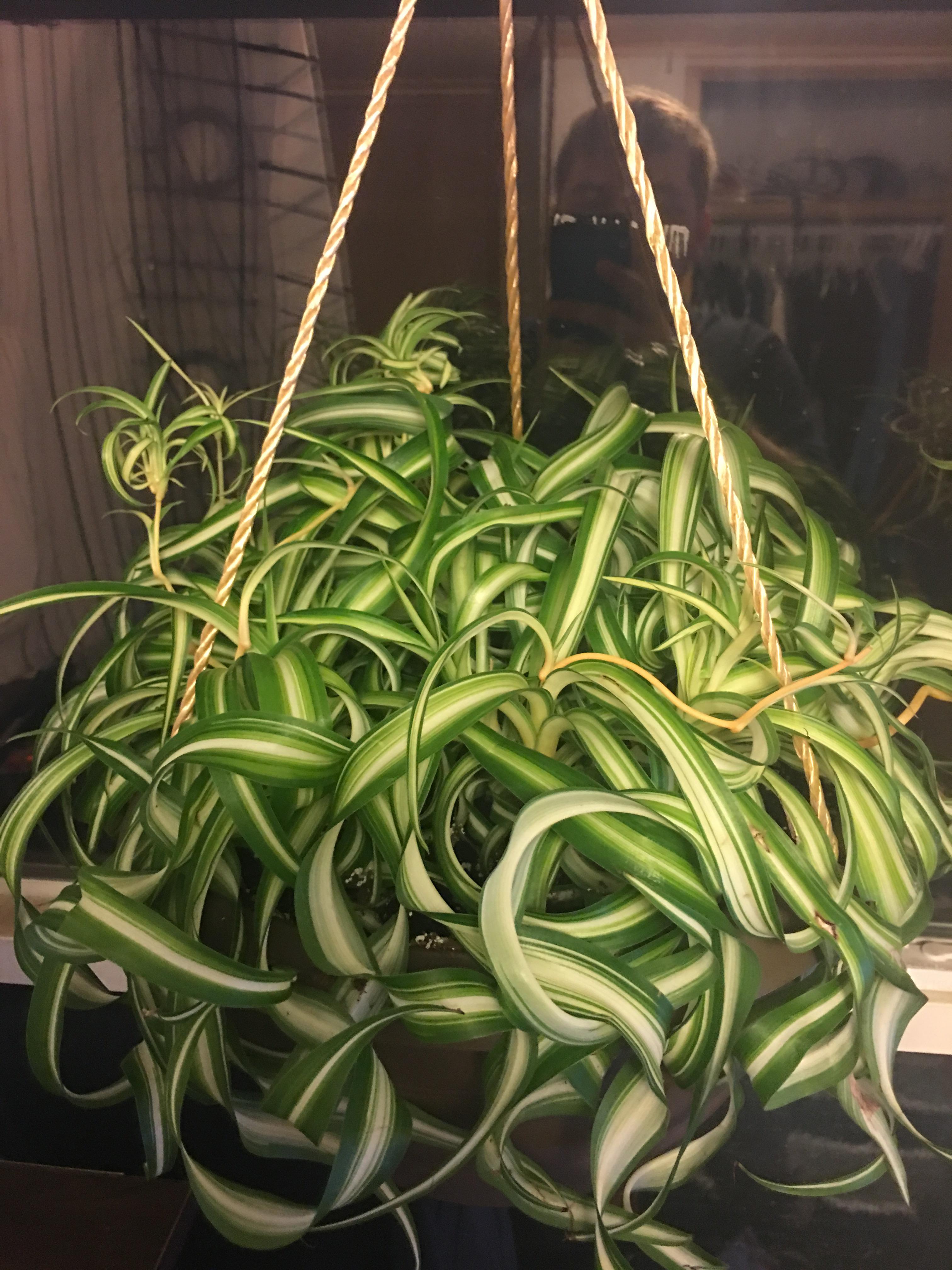 My curly variegated Bonnie Plant (Spider Plant hybrid)! Honestly it's a
