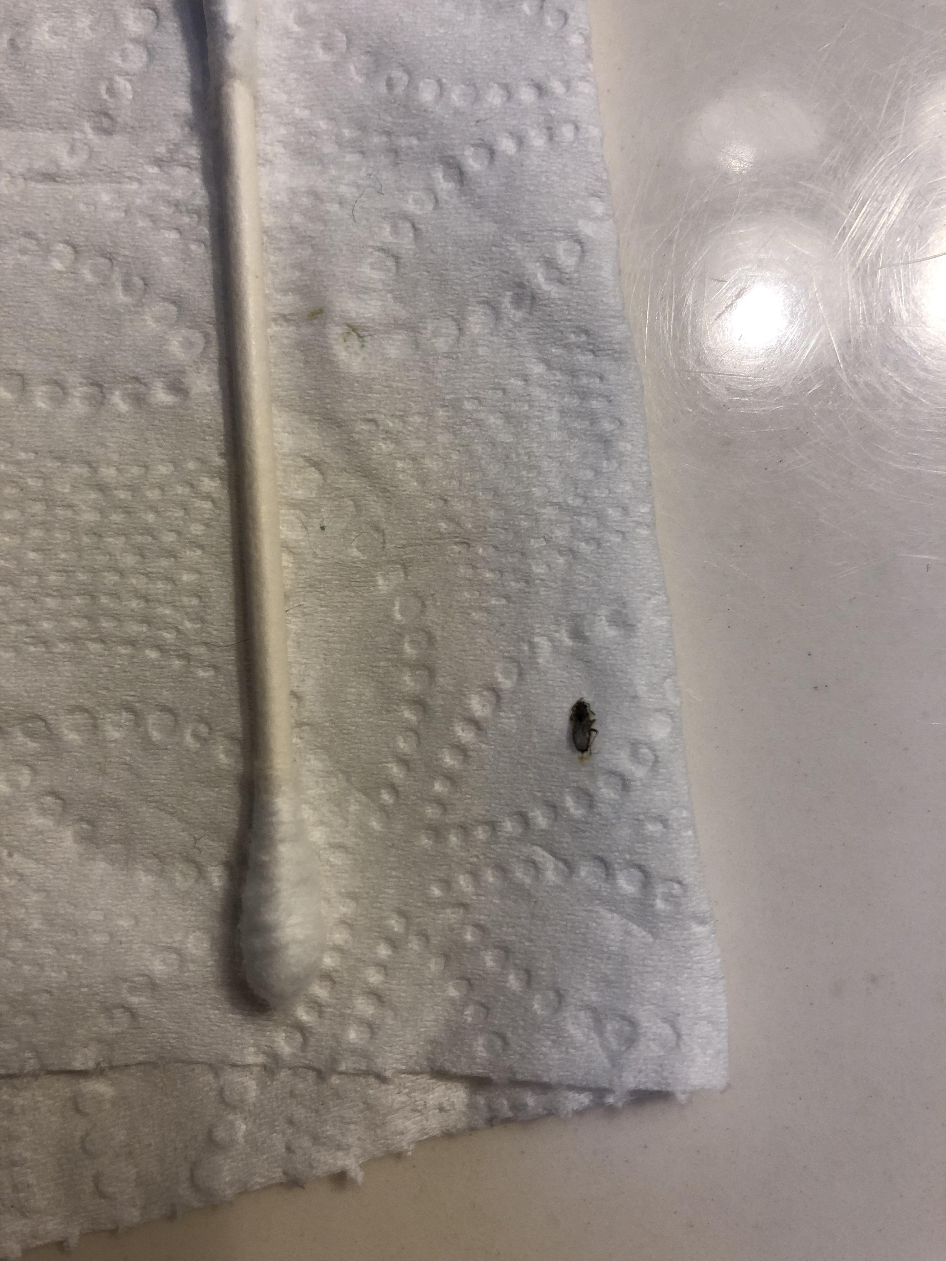 What are they? small beetle like bug, keeps showing up in bathroom