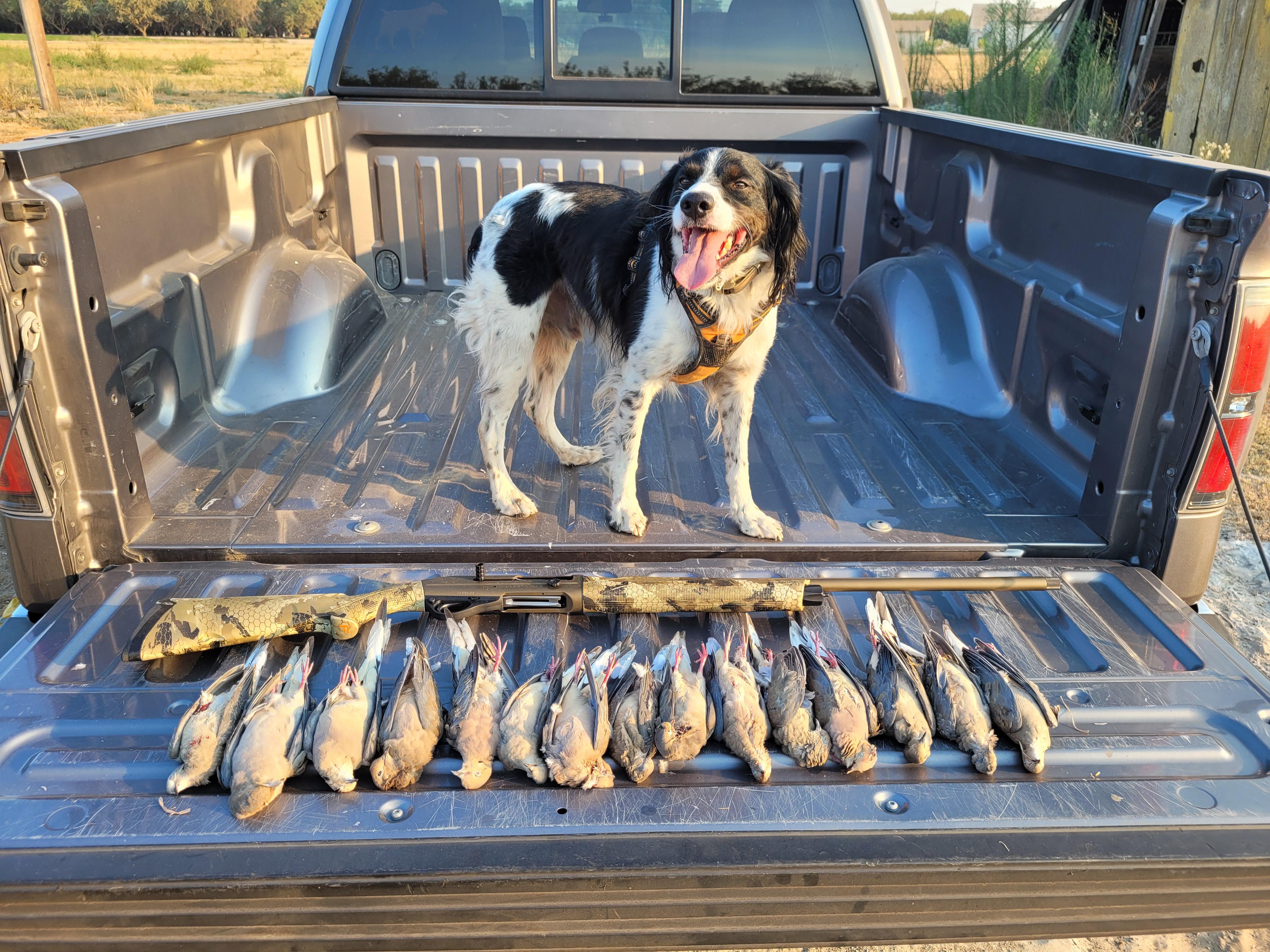 27 Hilarious Dove Hunting Puns Punstoppable 🛑