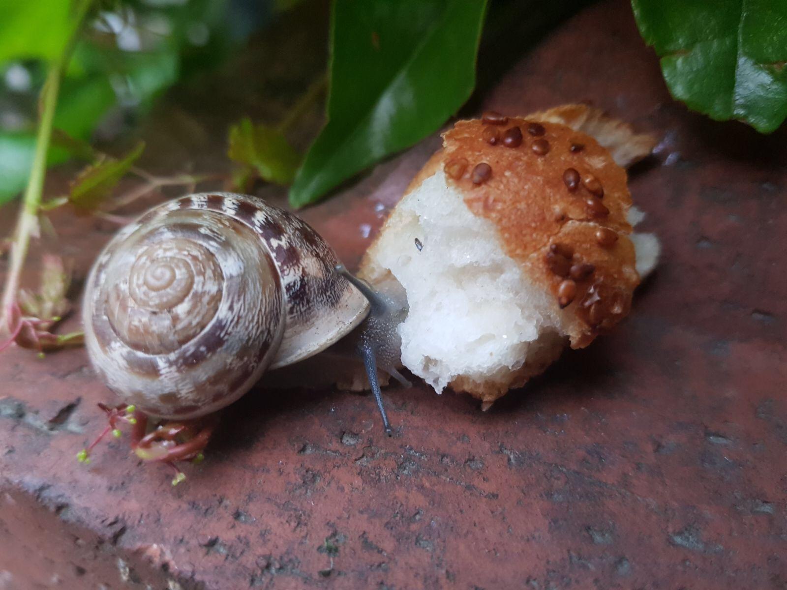 This snail eating bread r/mildlyinteresting