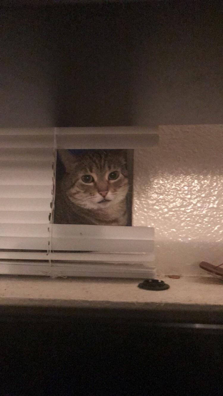 Looked up from writing something to see my friend’s cat