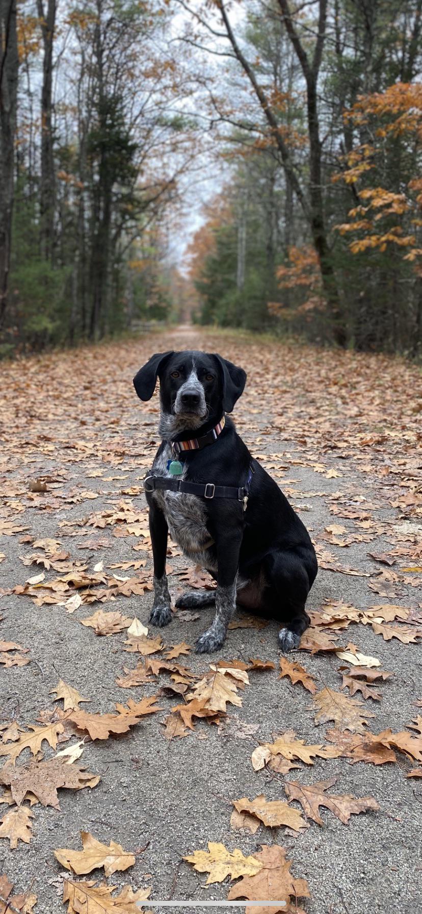 Border Collie Blue Tick Hound Mix