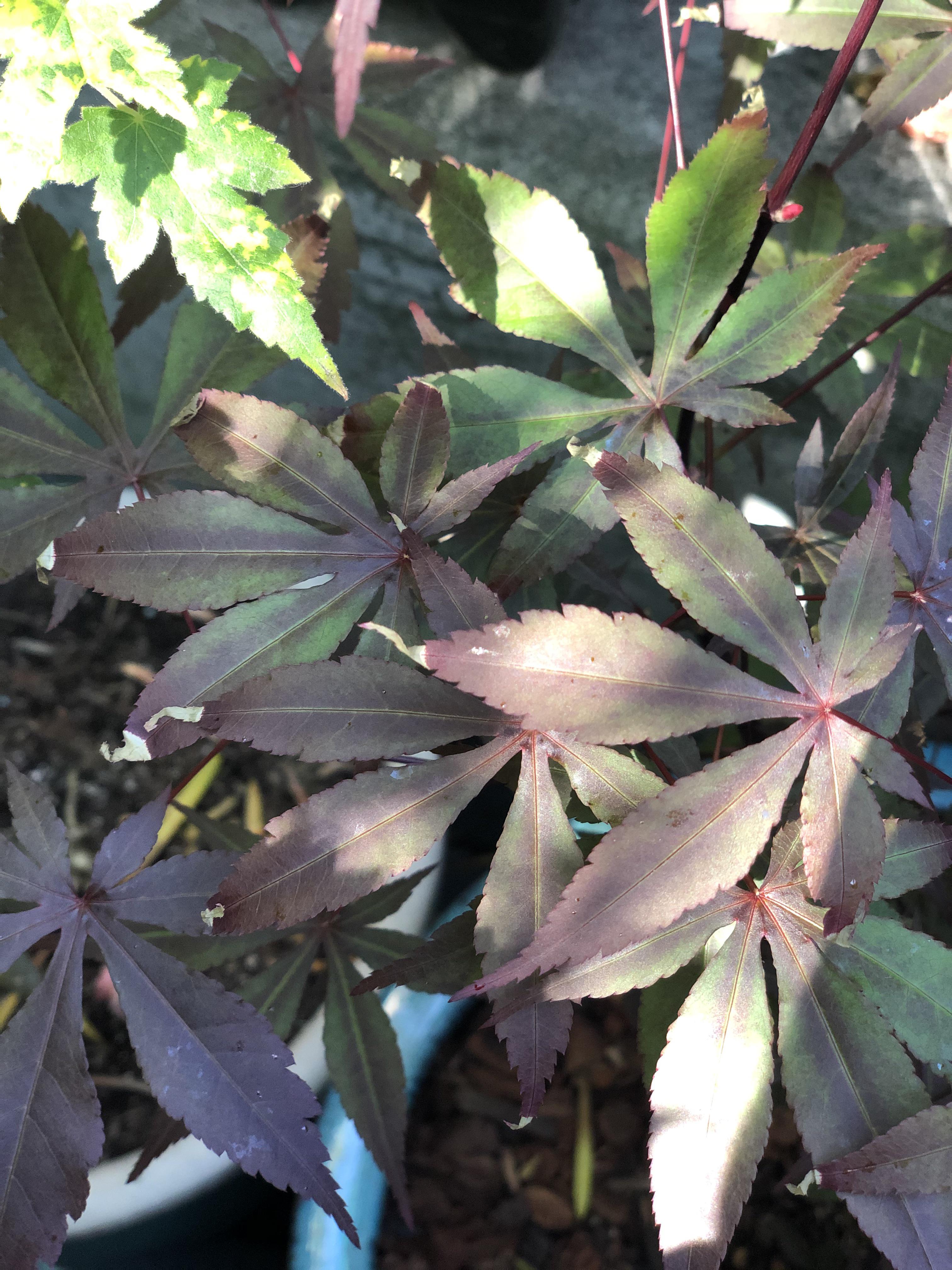 First year for my container acer palmatum atropurpureum. Why are the
