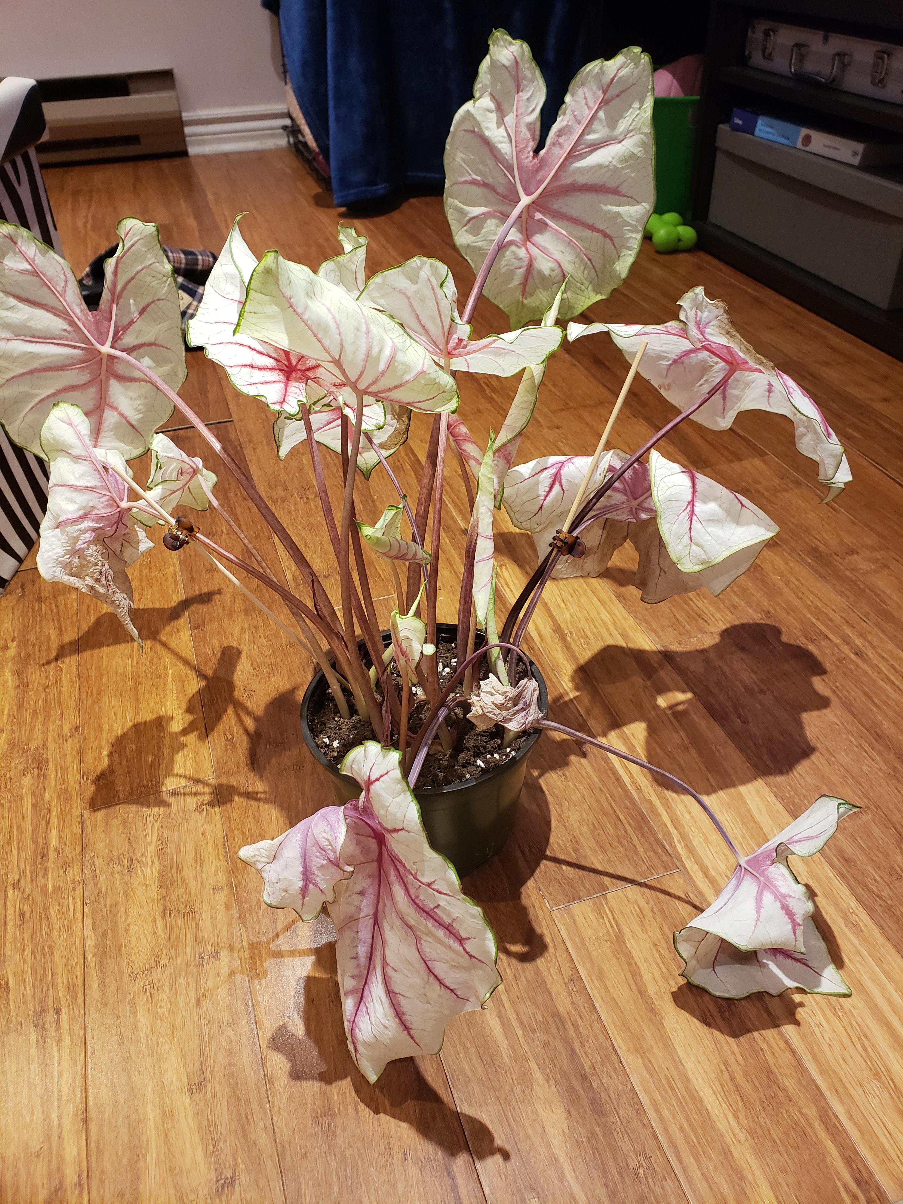 Is My Plant Dying Or Going Dormant at Bridgette Girard blog