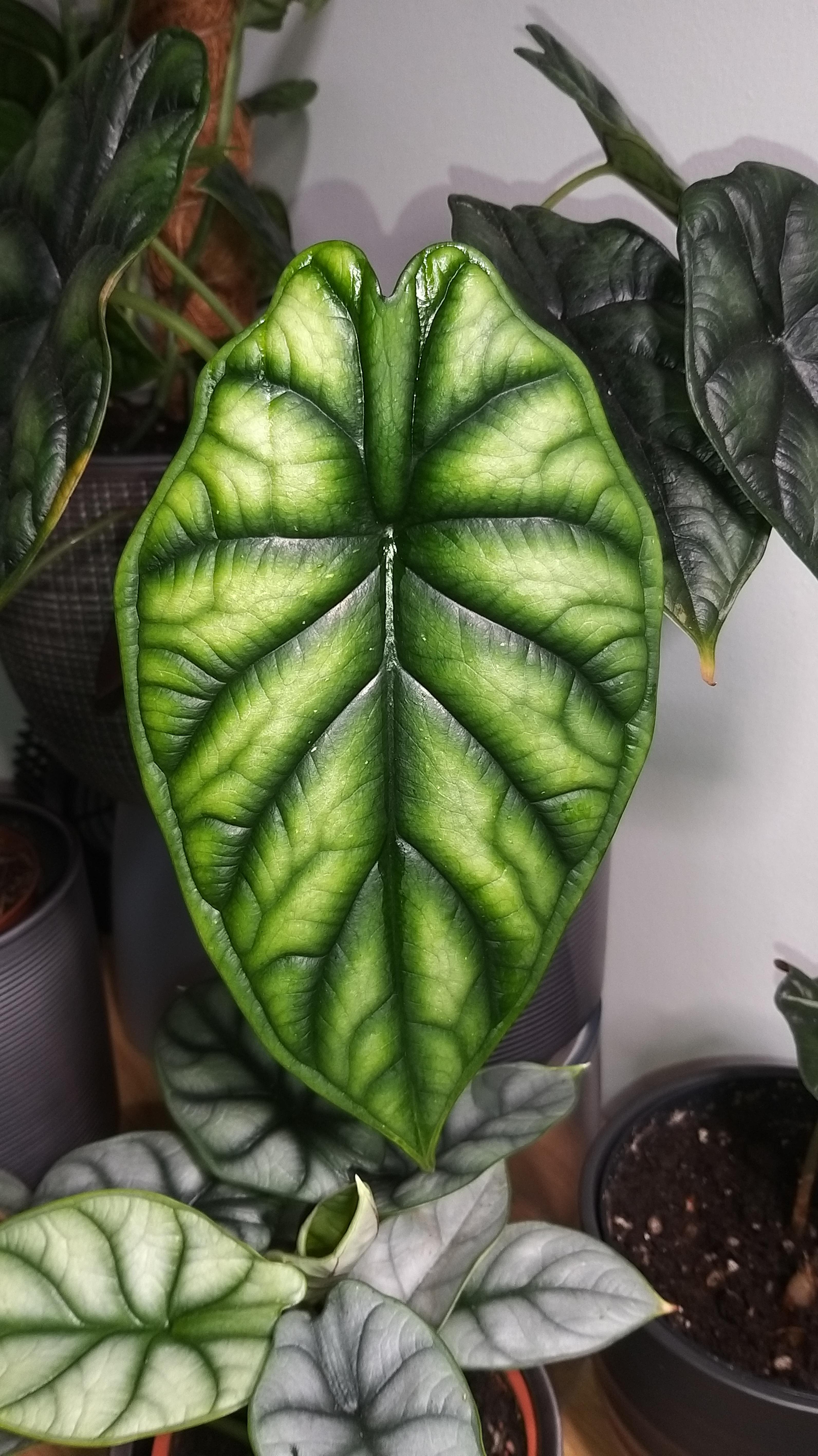 My first fully new dragon scale leaf since plant came into my care 😍