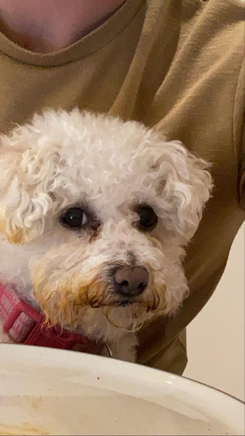 How Do I Clean My Bichon Frise Eyes
