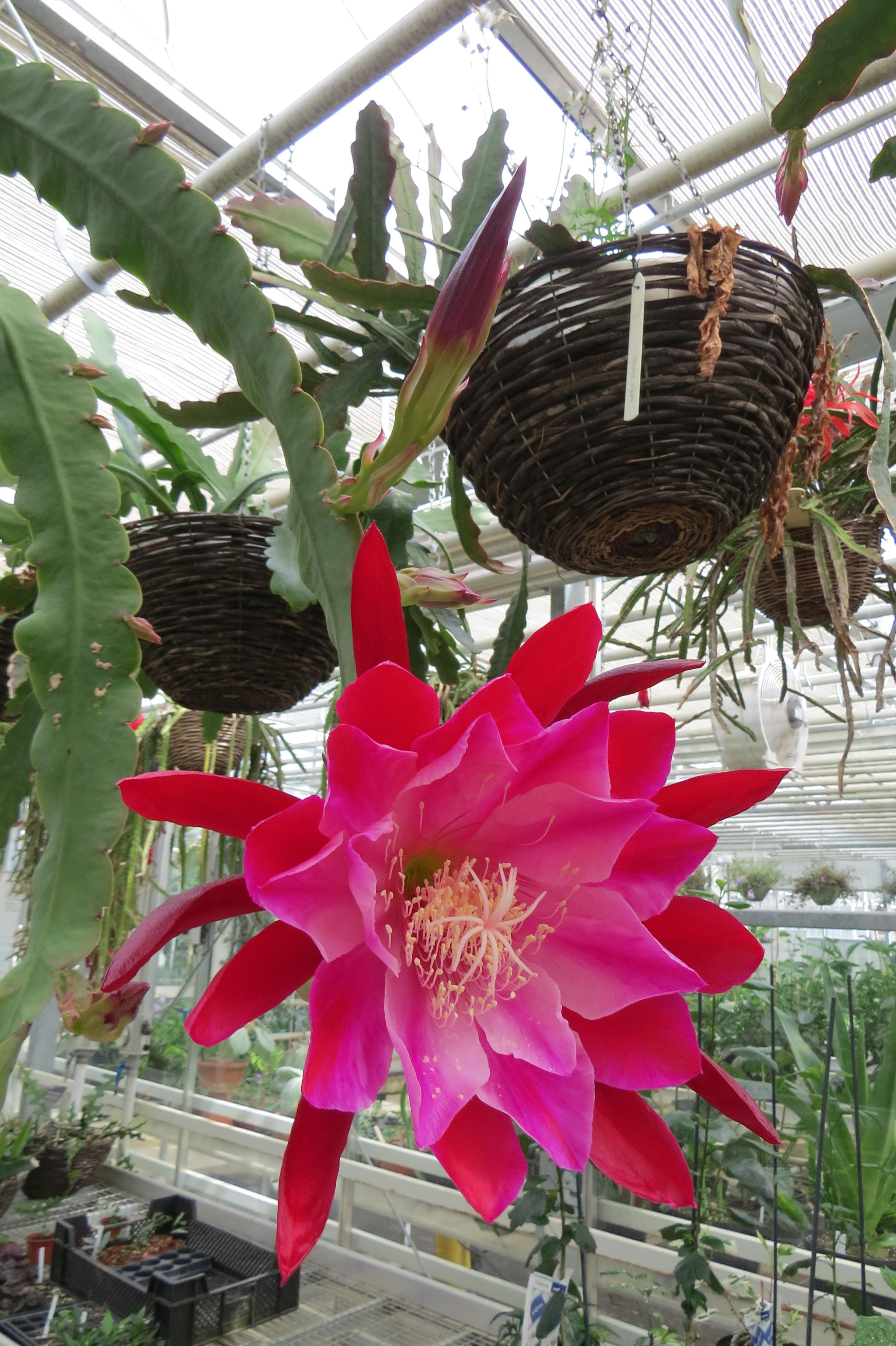 Hylocereus (I think), Dragon Fruit Flower. [2664x4000] [OC] r