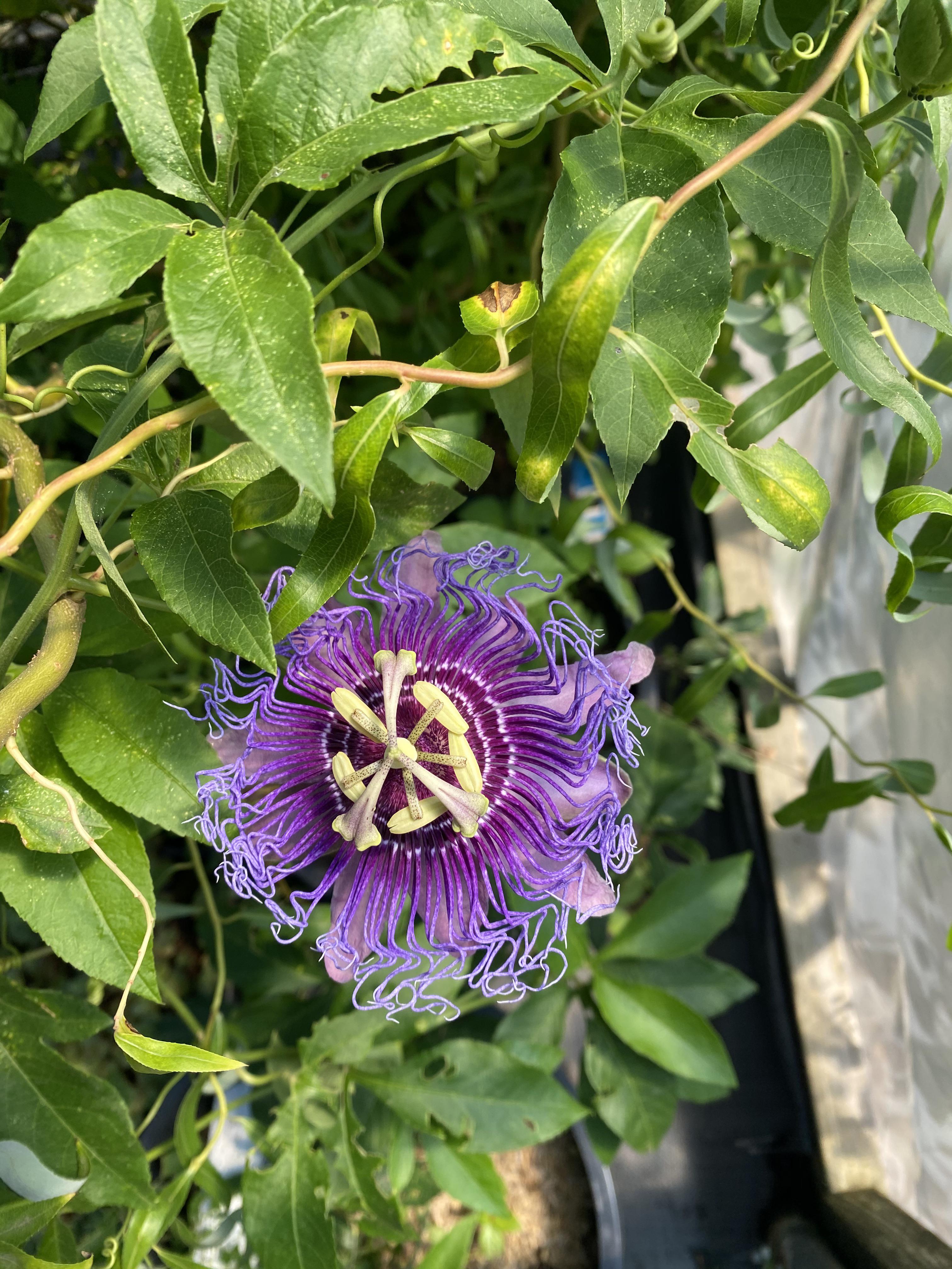 I look forward to these Passion flower blooms all year long. Amazing