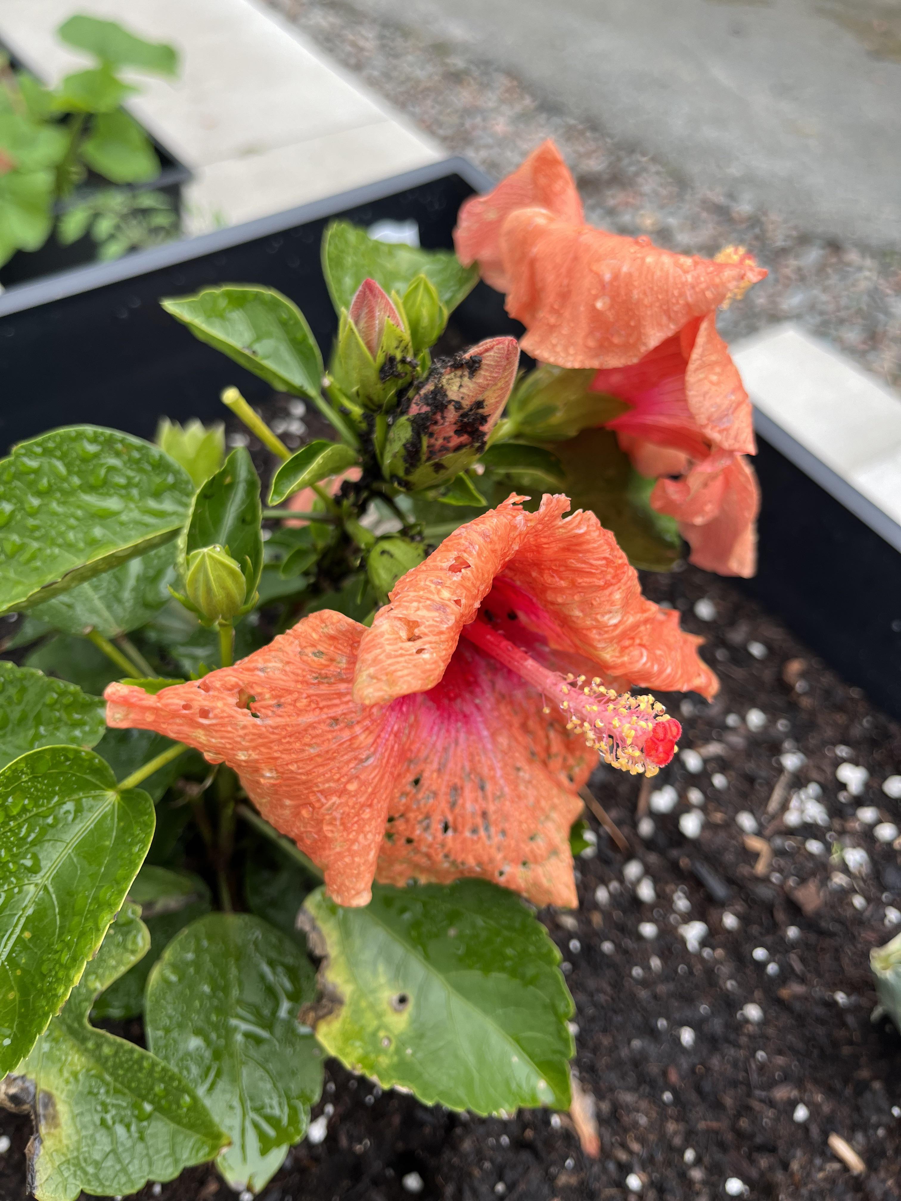What’s eating my hibiscus? r/gardening