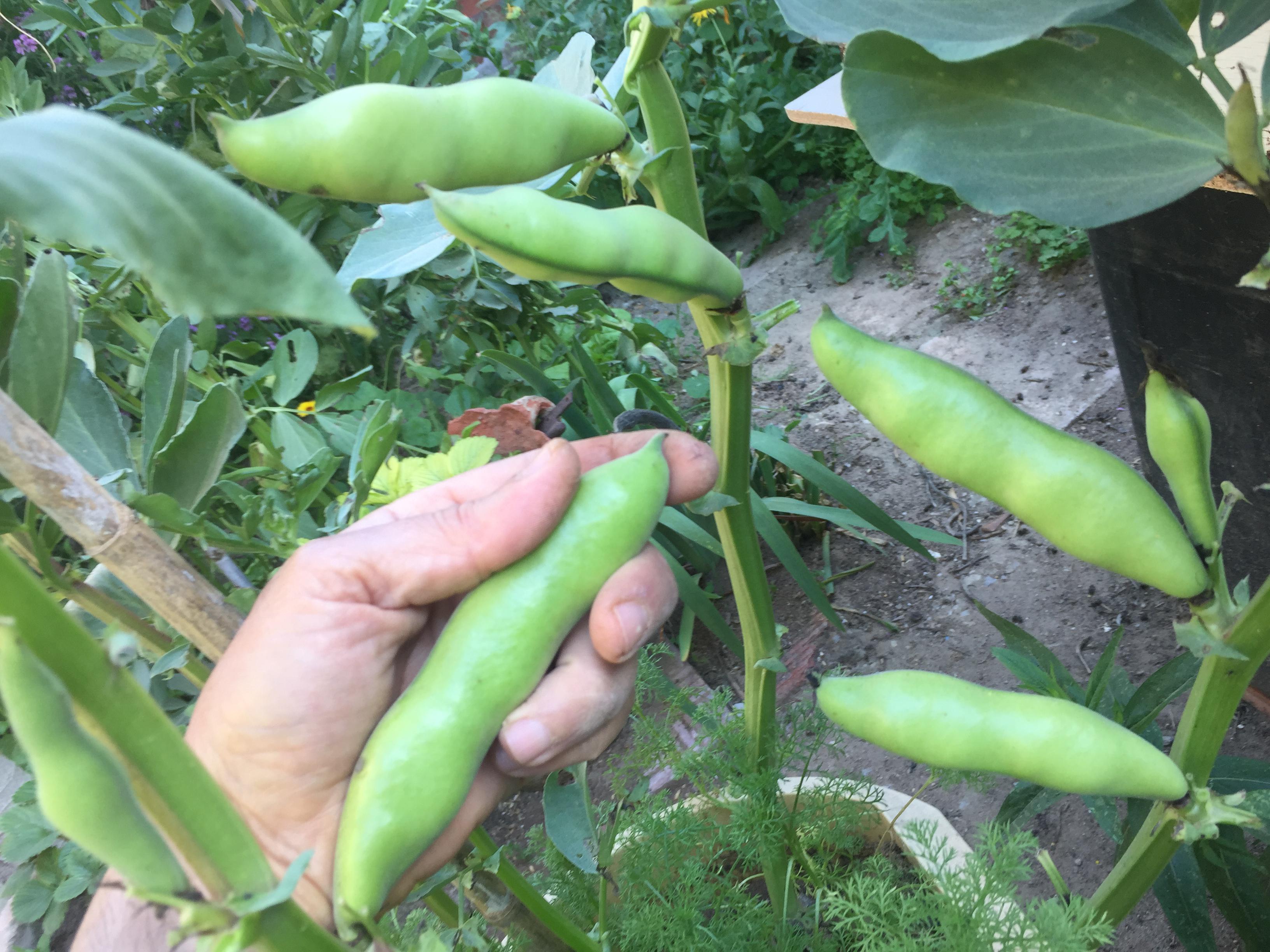 Broad Beans are a superb crop for smaller plots, producing high yields