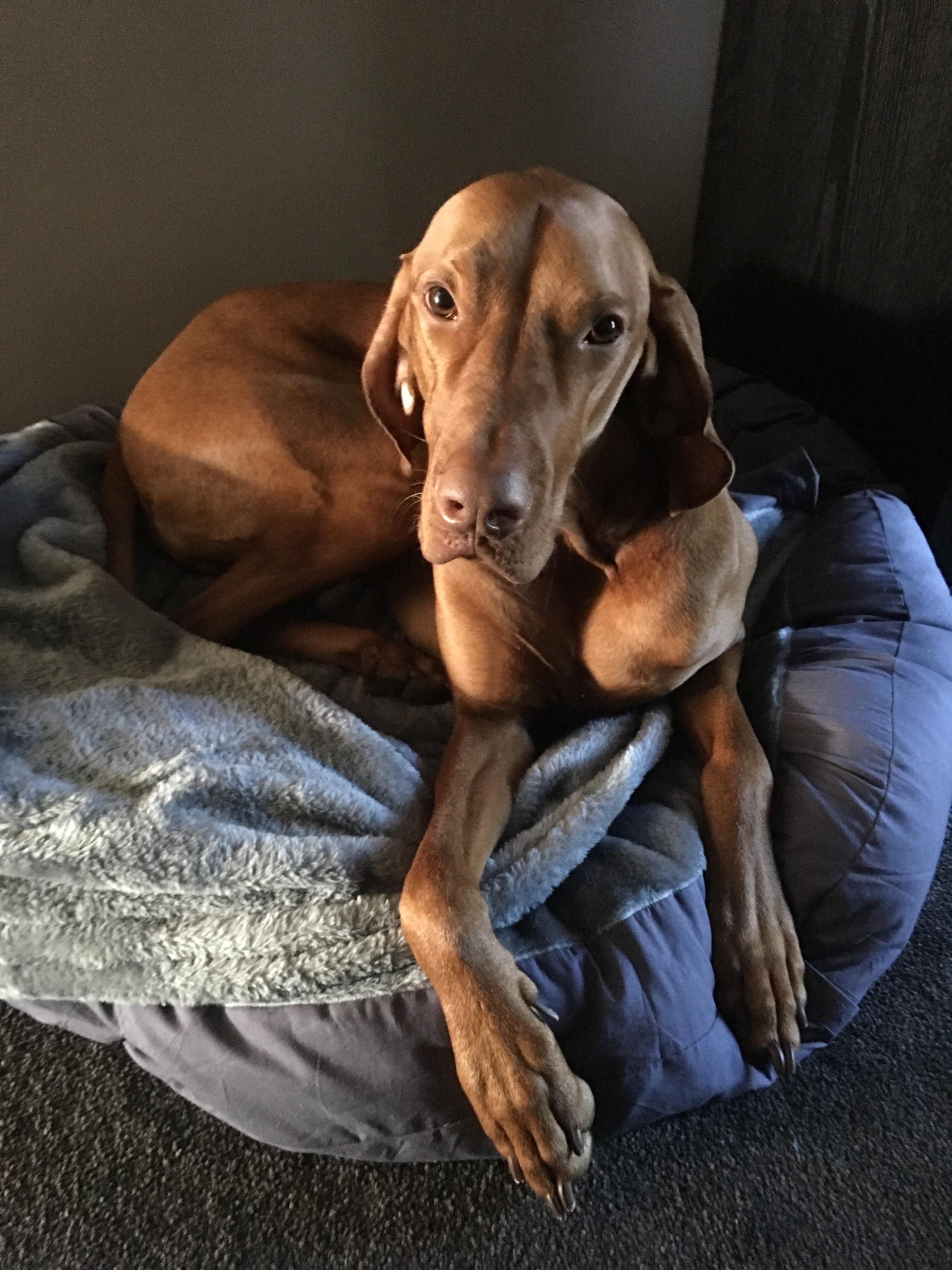 Ollie is ready for bed. r/vizsla