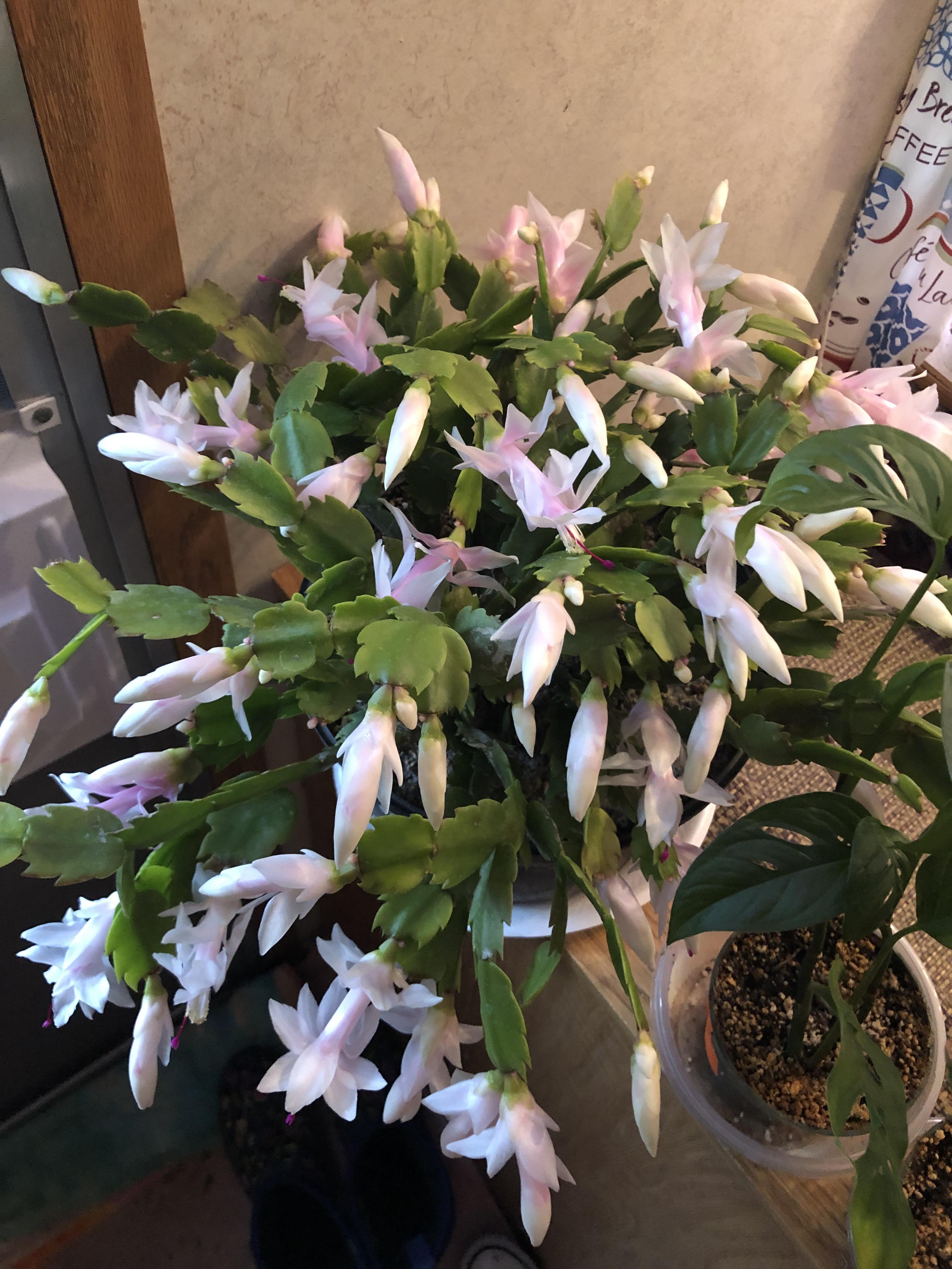 Christmas Cactus Never Blooms Had this wrongly labeled thanksgiving cactus (labeled as Christmas) for