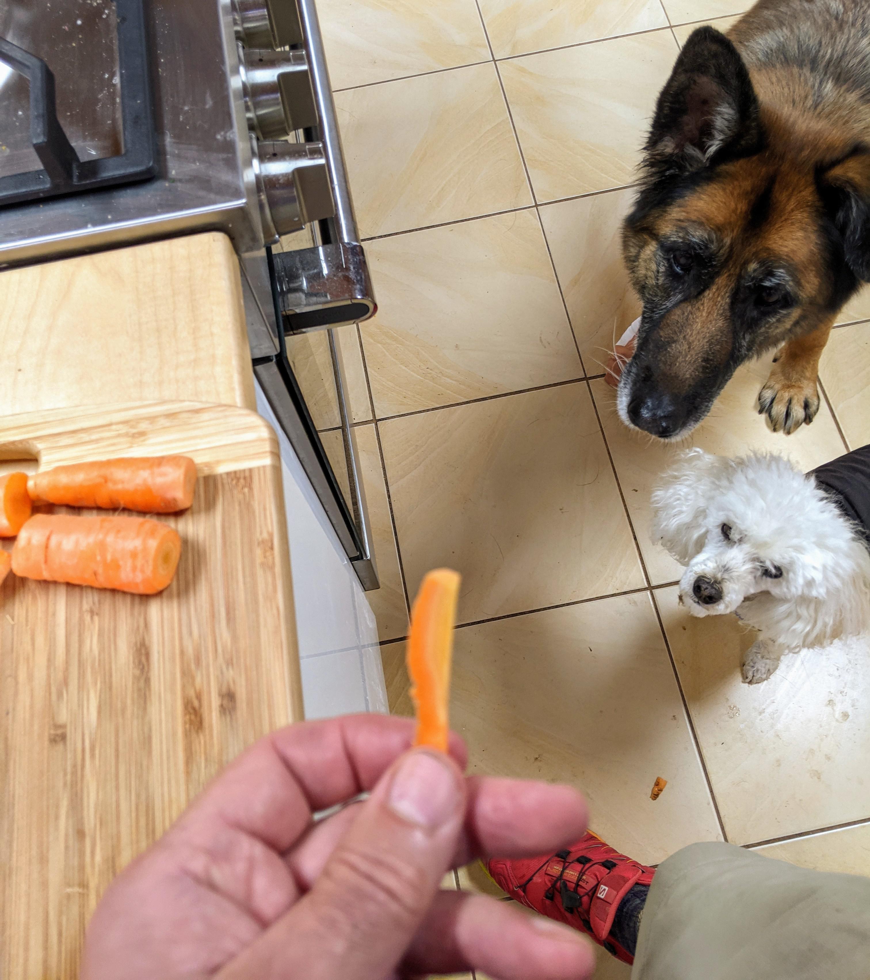 Begging for homegrown carrot. Gaia the German Shepherd picked her own