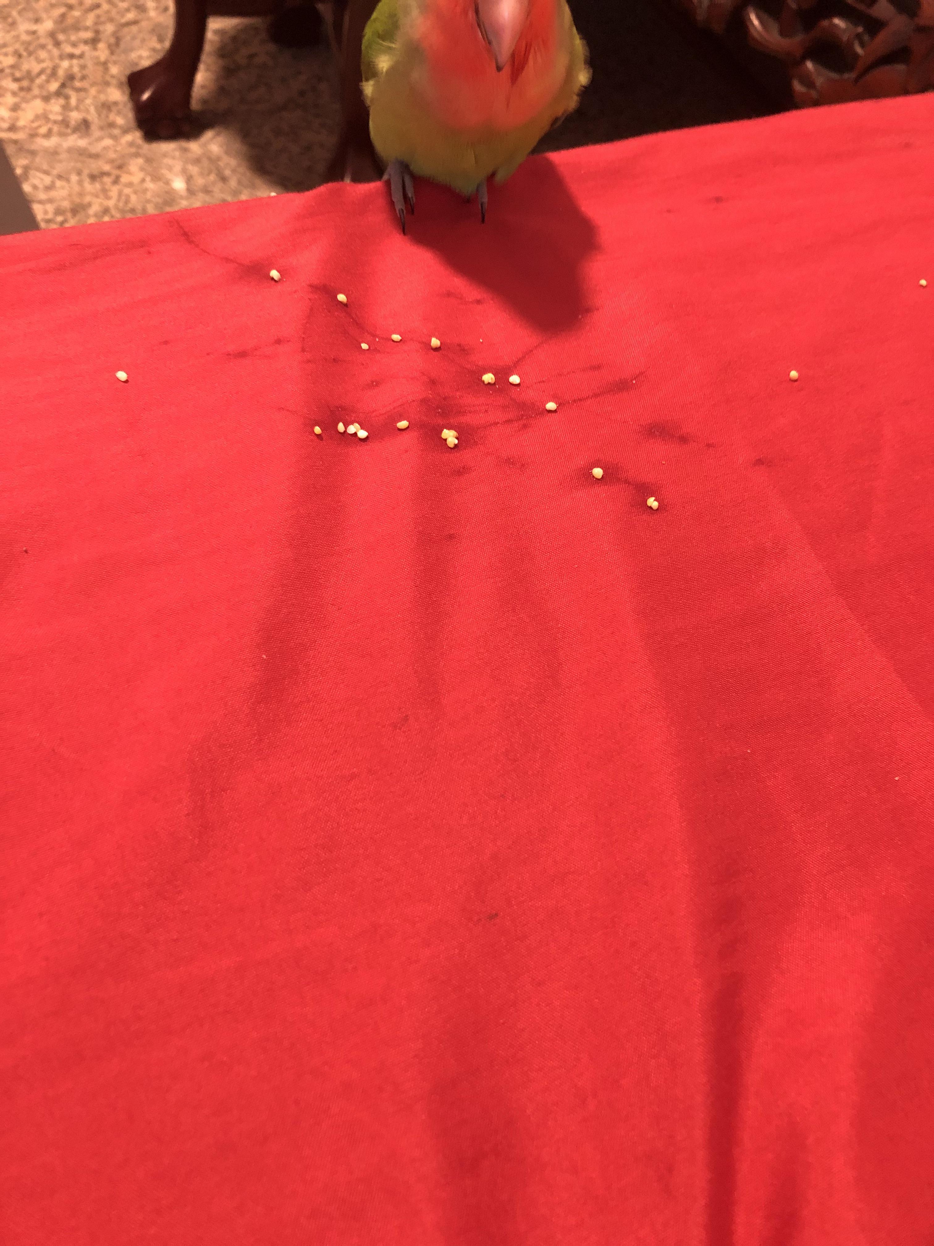 Hi I’m really worried about my lovebird, he’s been constantly vomiting