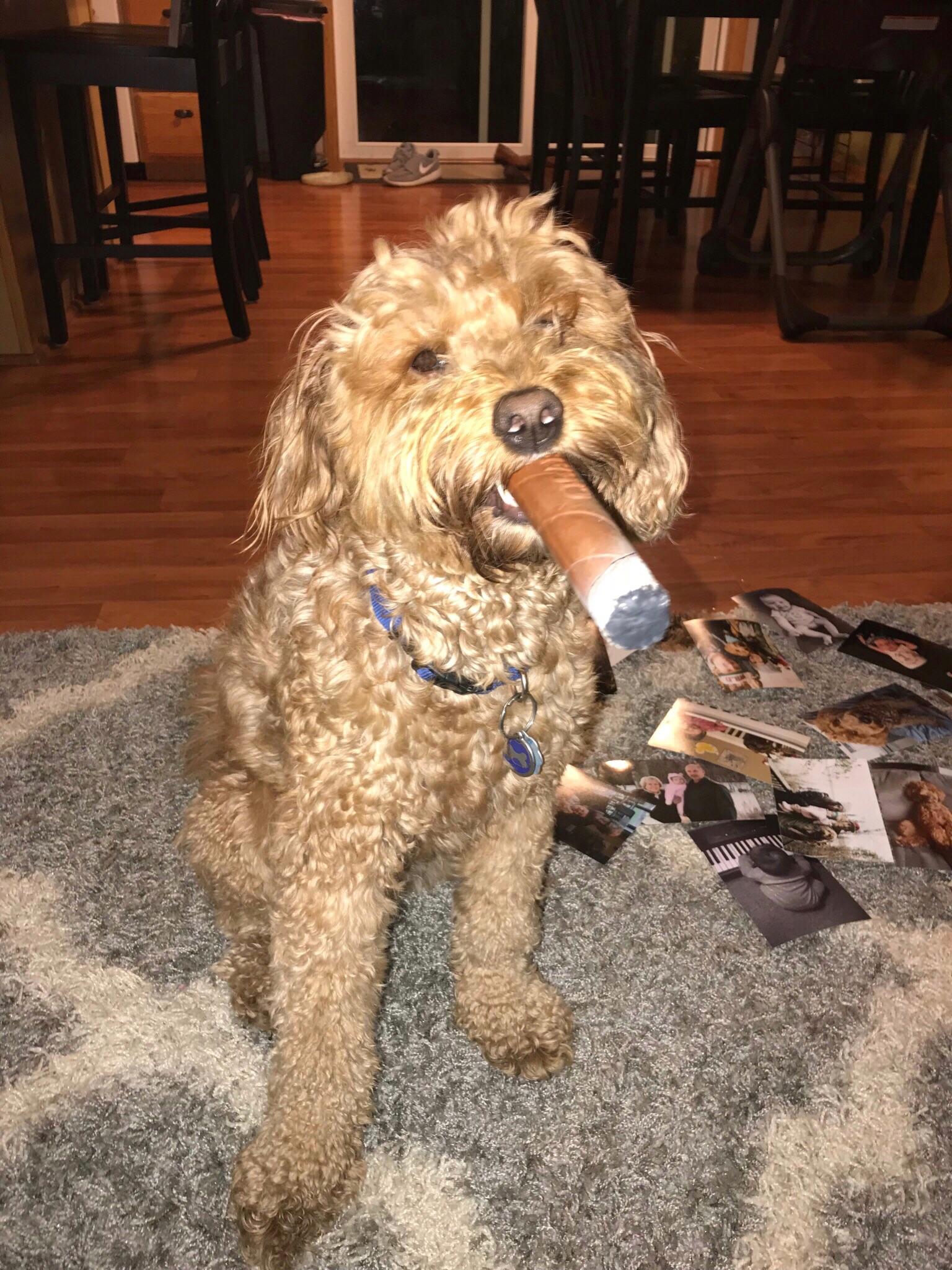 Made my dogs day (and mine) when I gave him his new cigar shaped