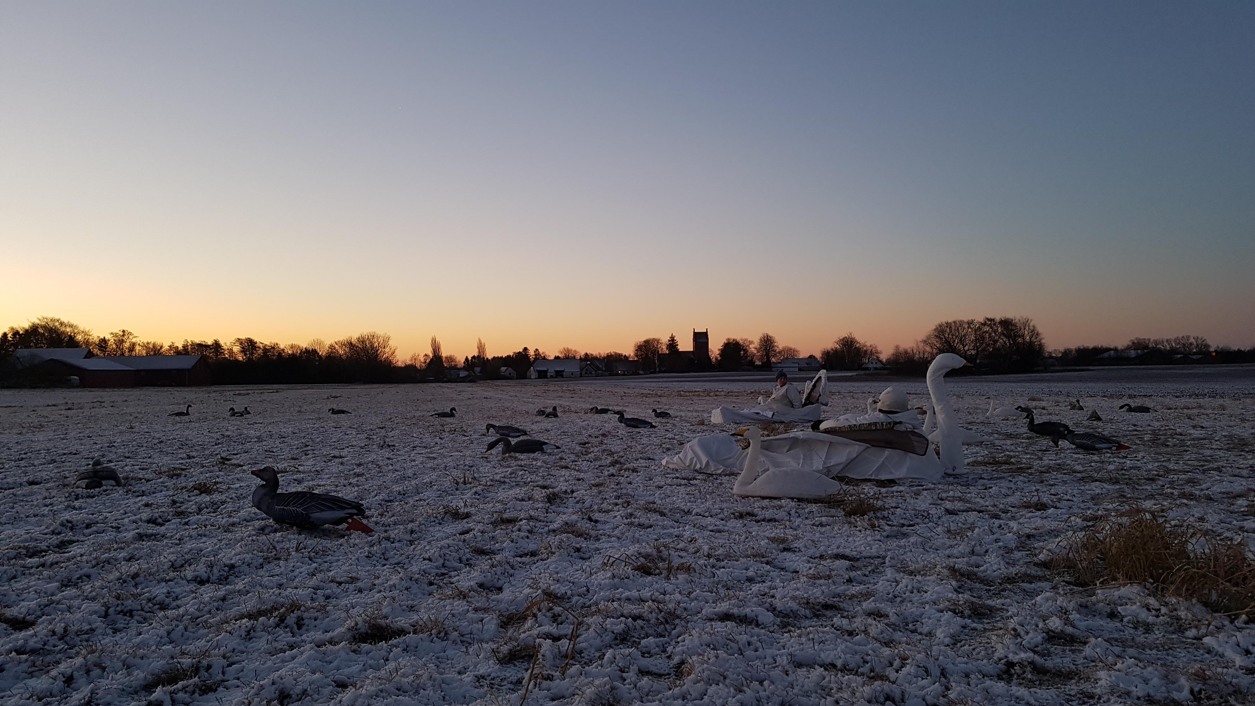 Cold but beautiful morning in Denmark r/Waterfowl