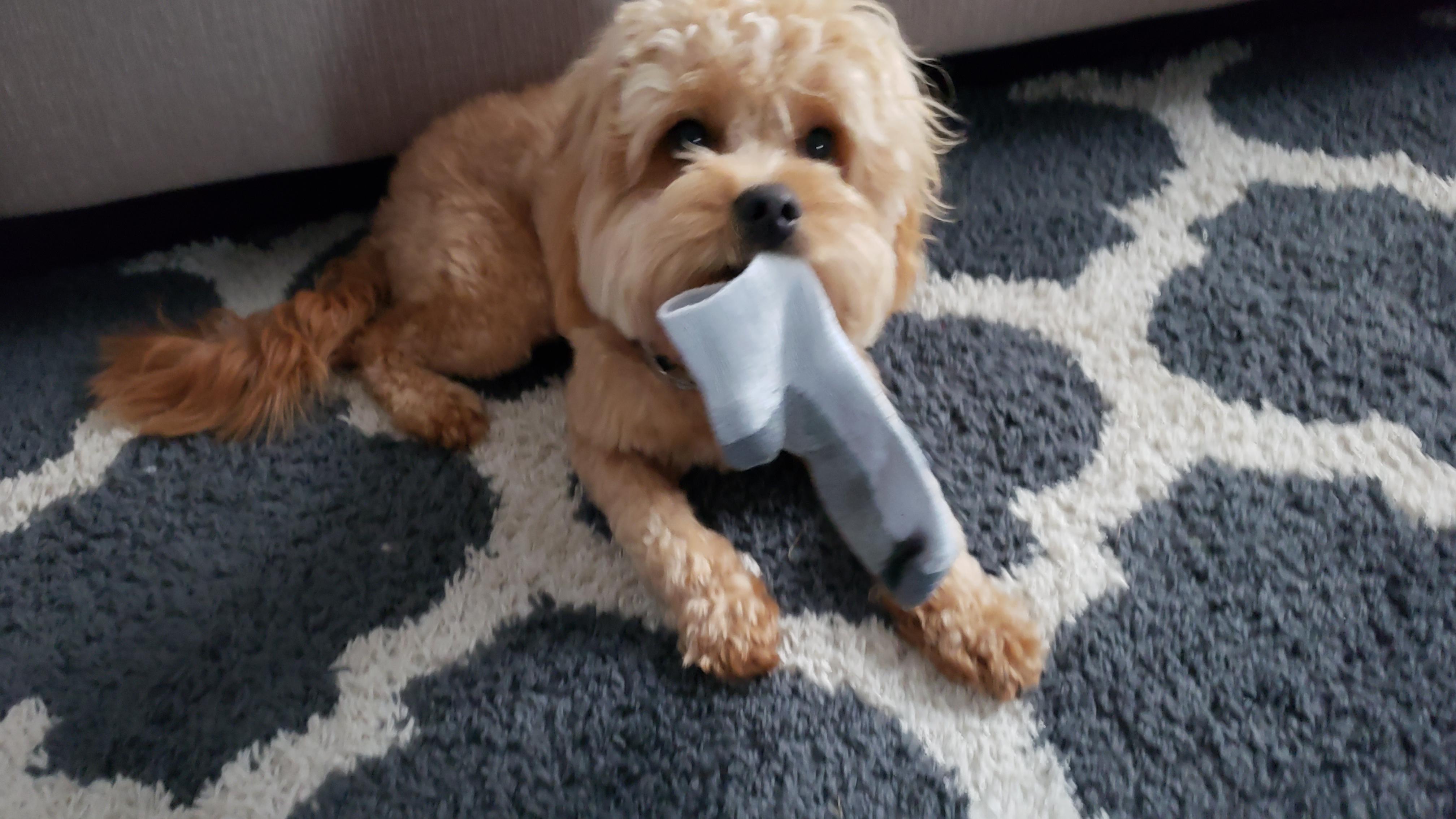 Dog steals a sock r/GuiltyDogs