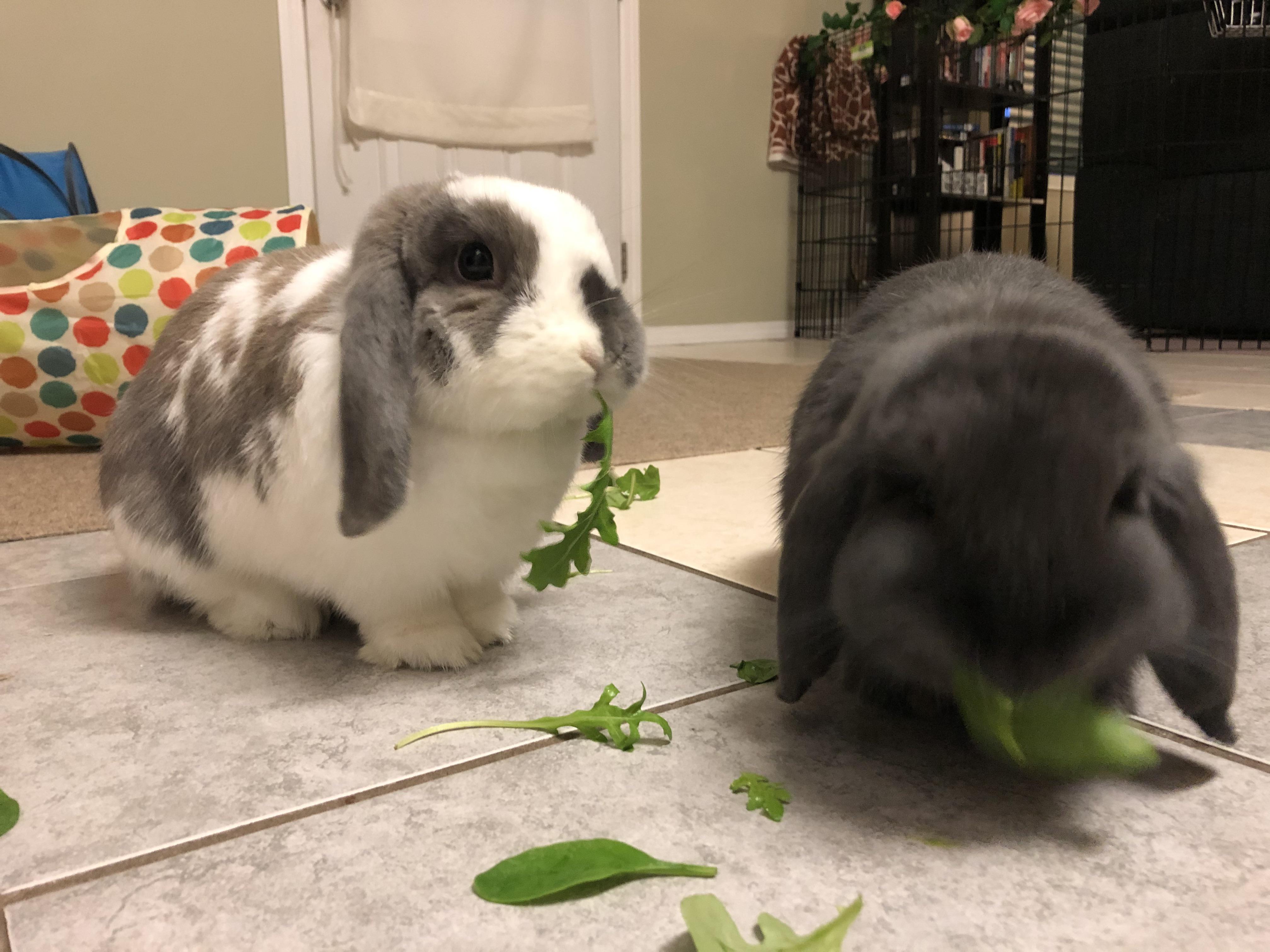 Hard wood pellets safe for litter? (Currently looking for a cheaper