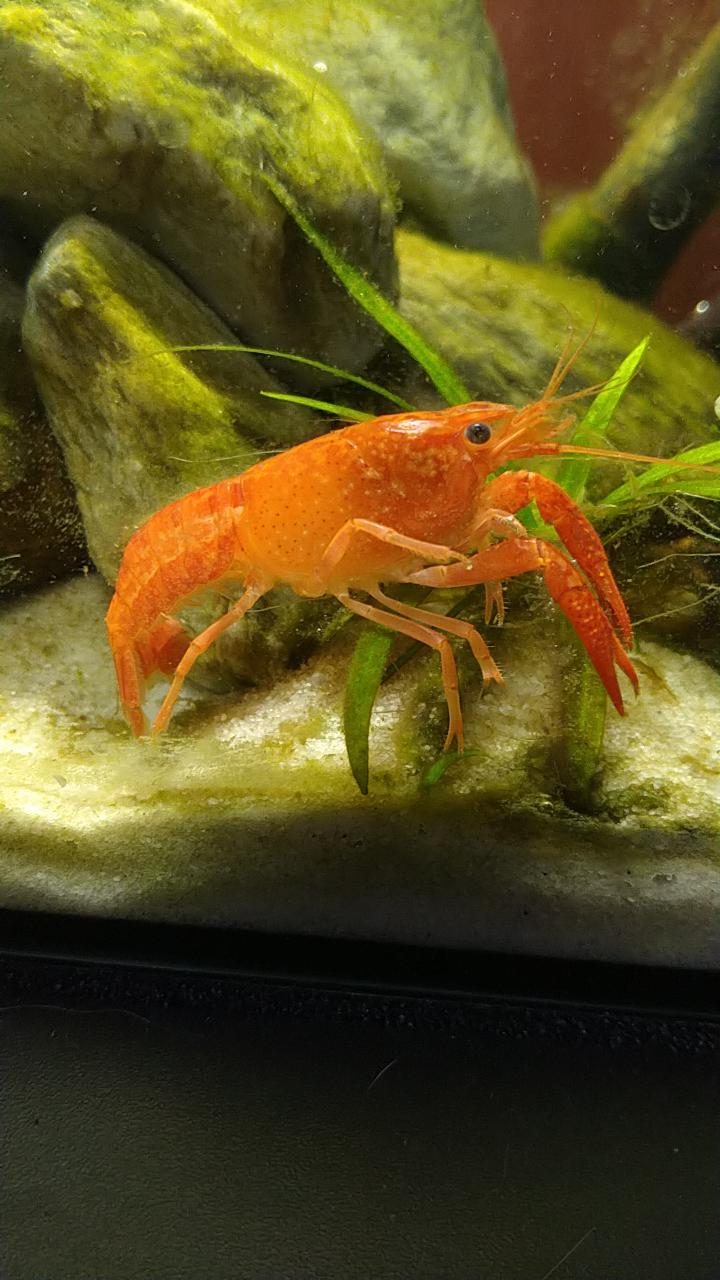 Feeling handsome 😉 r/Crayfish