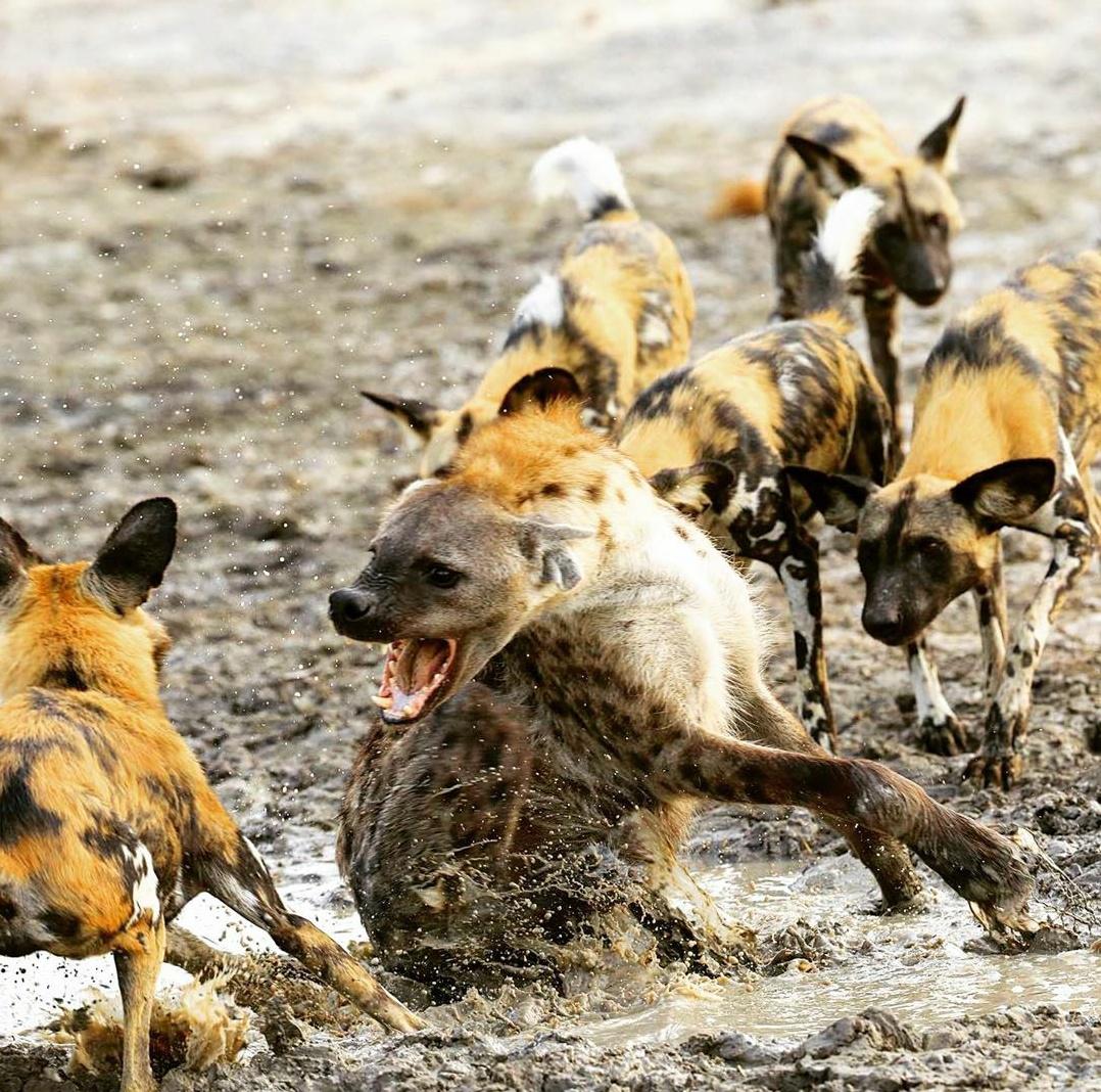 Explained African Wild Dog Vs Hyena — Viatu, 42 OFF