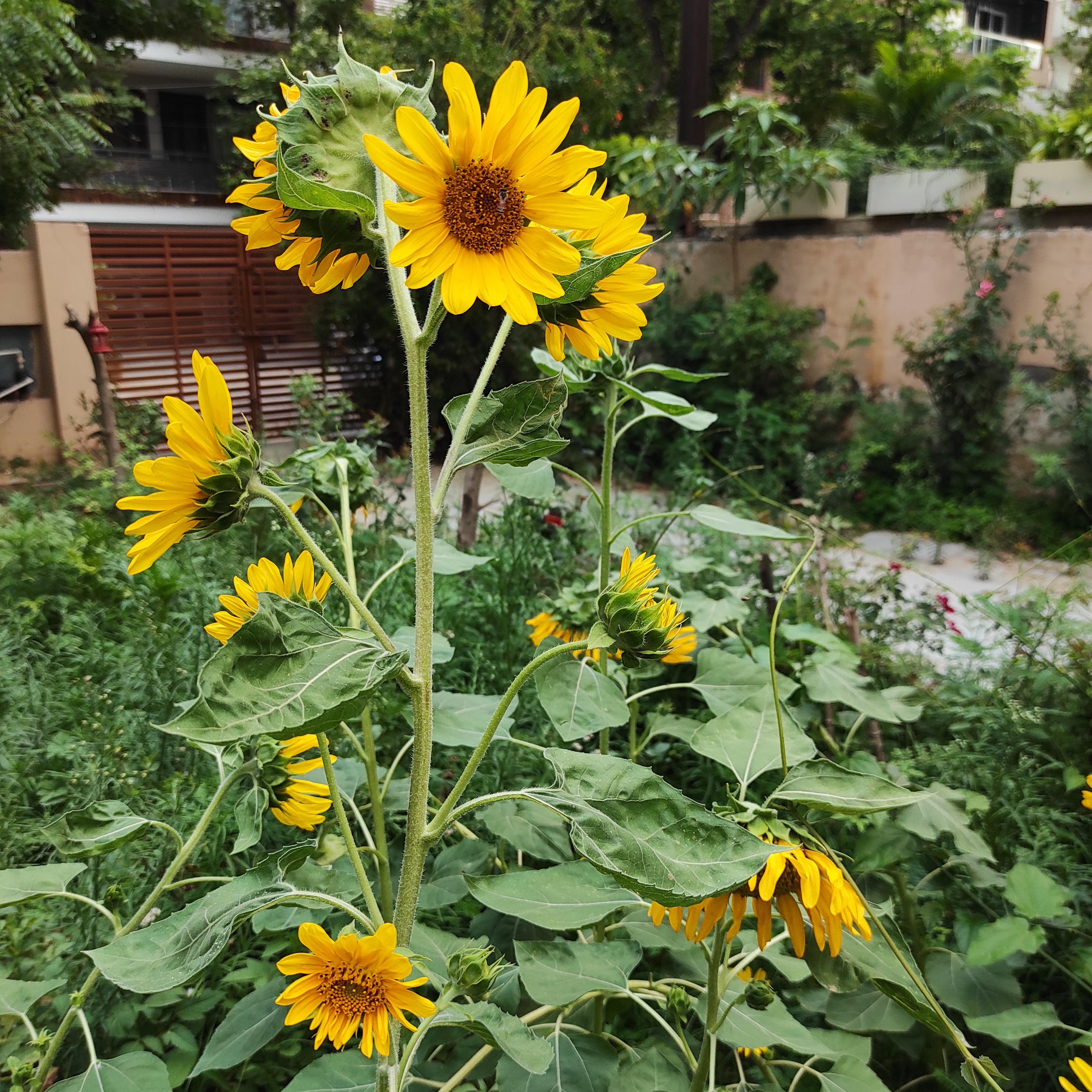 My favorite of the season. sunflowers