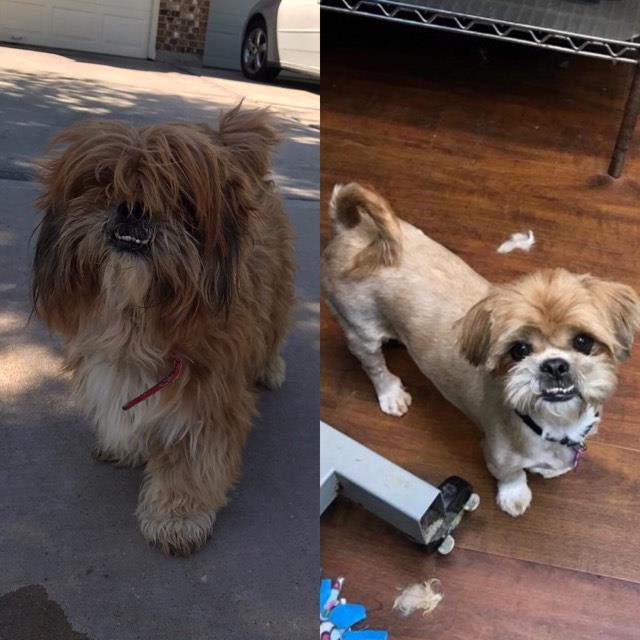 A before and after shot of one of shih tzus we rescued