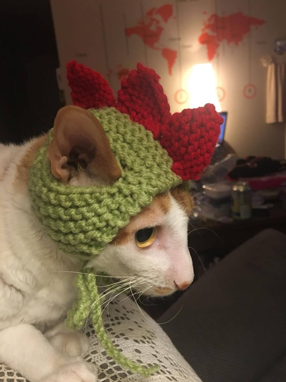 Gave my sister a book to knit hats for cats and received this in the